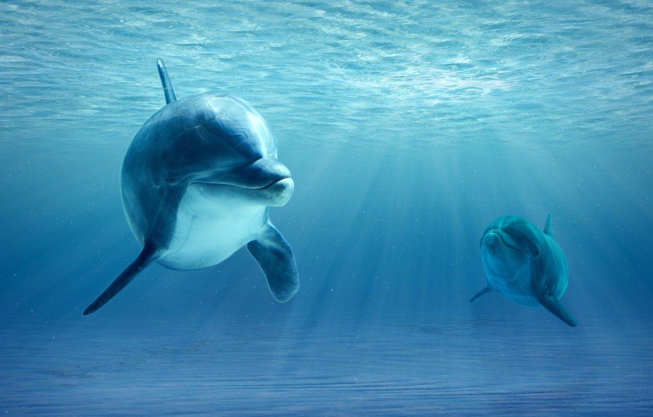 تصویر استوک جدید از موجودات زیر دریا به سبک رئالیسم