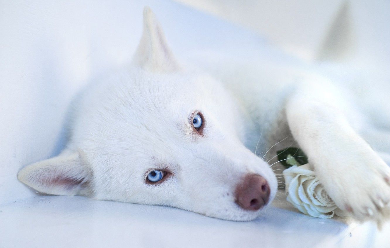  بک گراند هاسکی سفید در لای برف ها و یک شاخه گل رز در دستان او