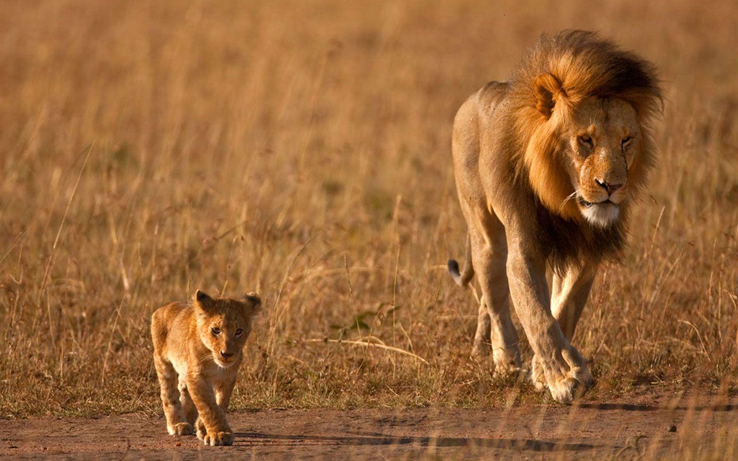 عکسی زیبا از بچه شیر که در کنار پدرش قدم برمیدارد بدون متن  
