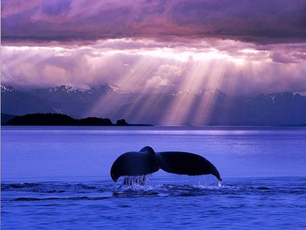 والپیپر شگفت آور از دم نهنگ در آب و با غروبی زیبا