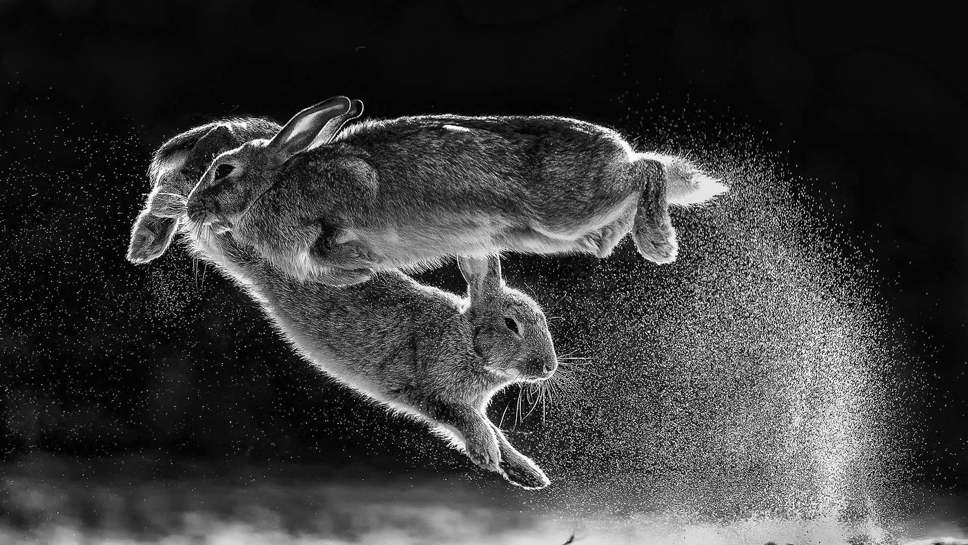 تصویر استوک خاص و سیاه و سفید خرگوش وحشی مناسب تبلت 