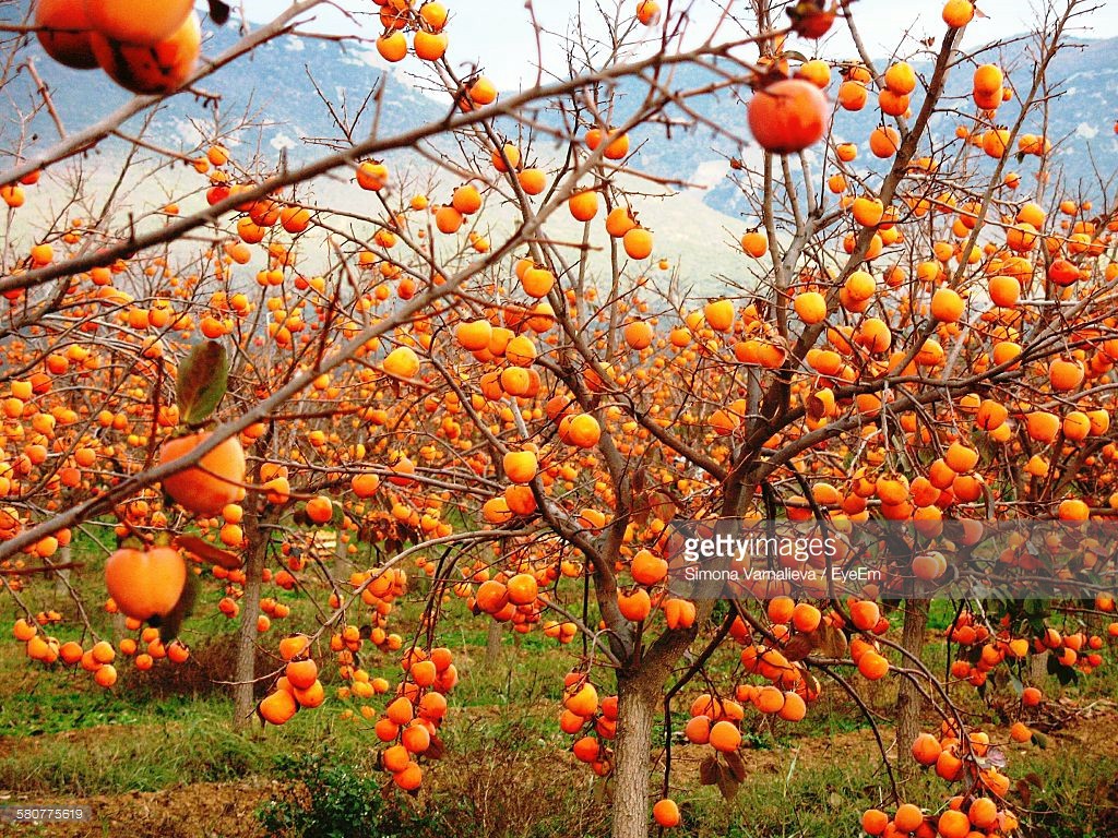 عکس پاییزی و جنگلی از درخت خرمالو های رسیده و نارنجی