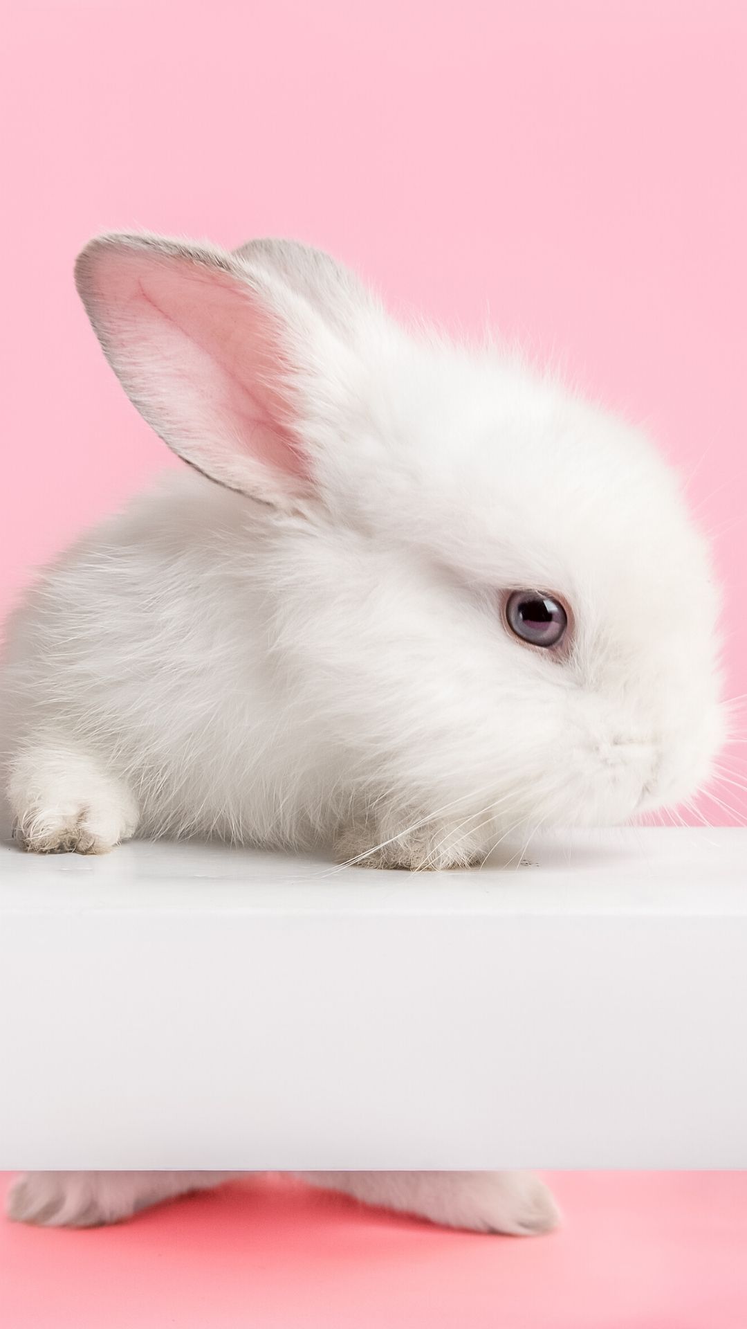 تصویر پروفایل خرگوش پشمالو و کیوت با چشم های تیله ای