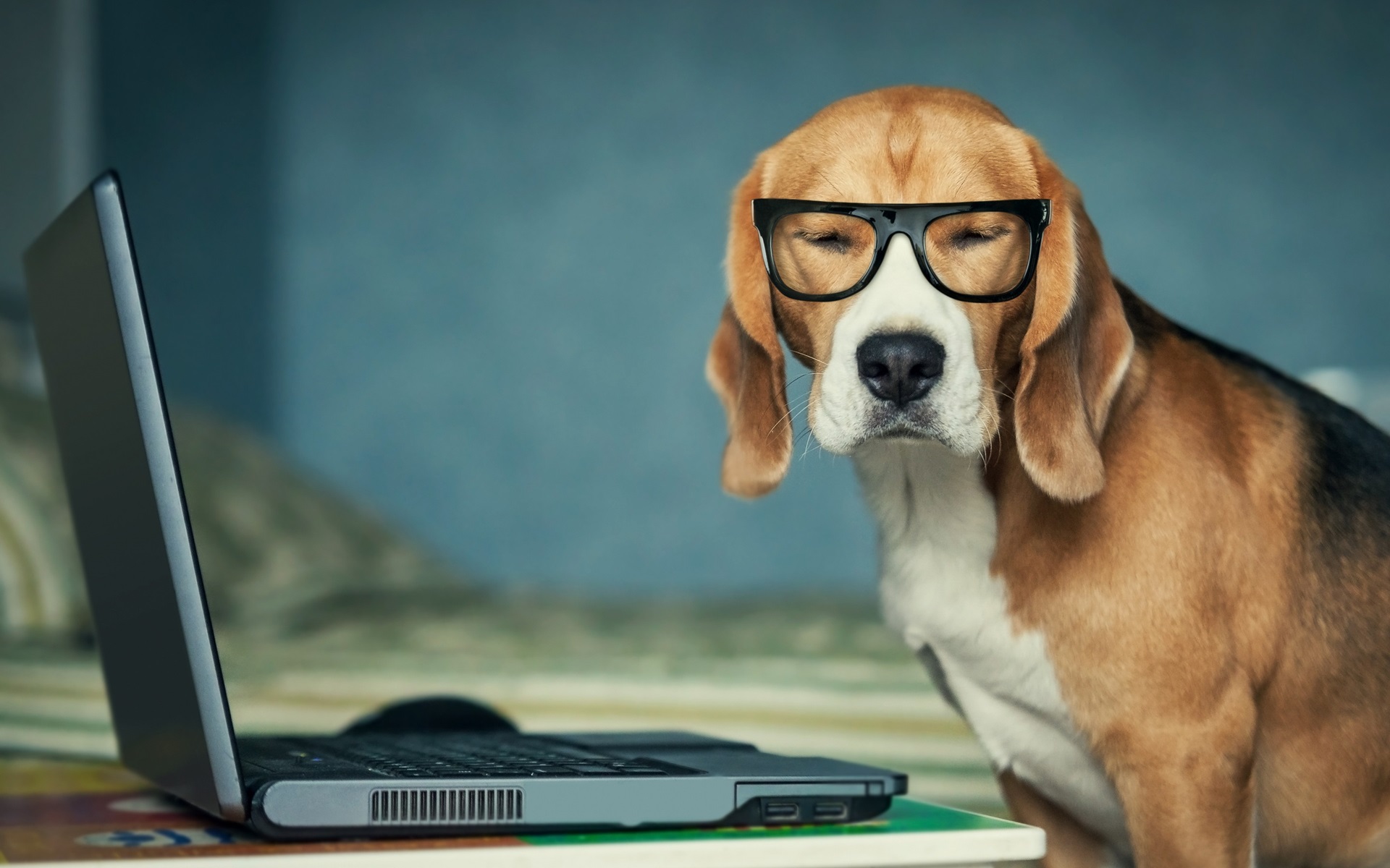 والپیپر فوق العاده زیبا از سگ عینکی در کنار لپتاپ 