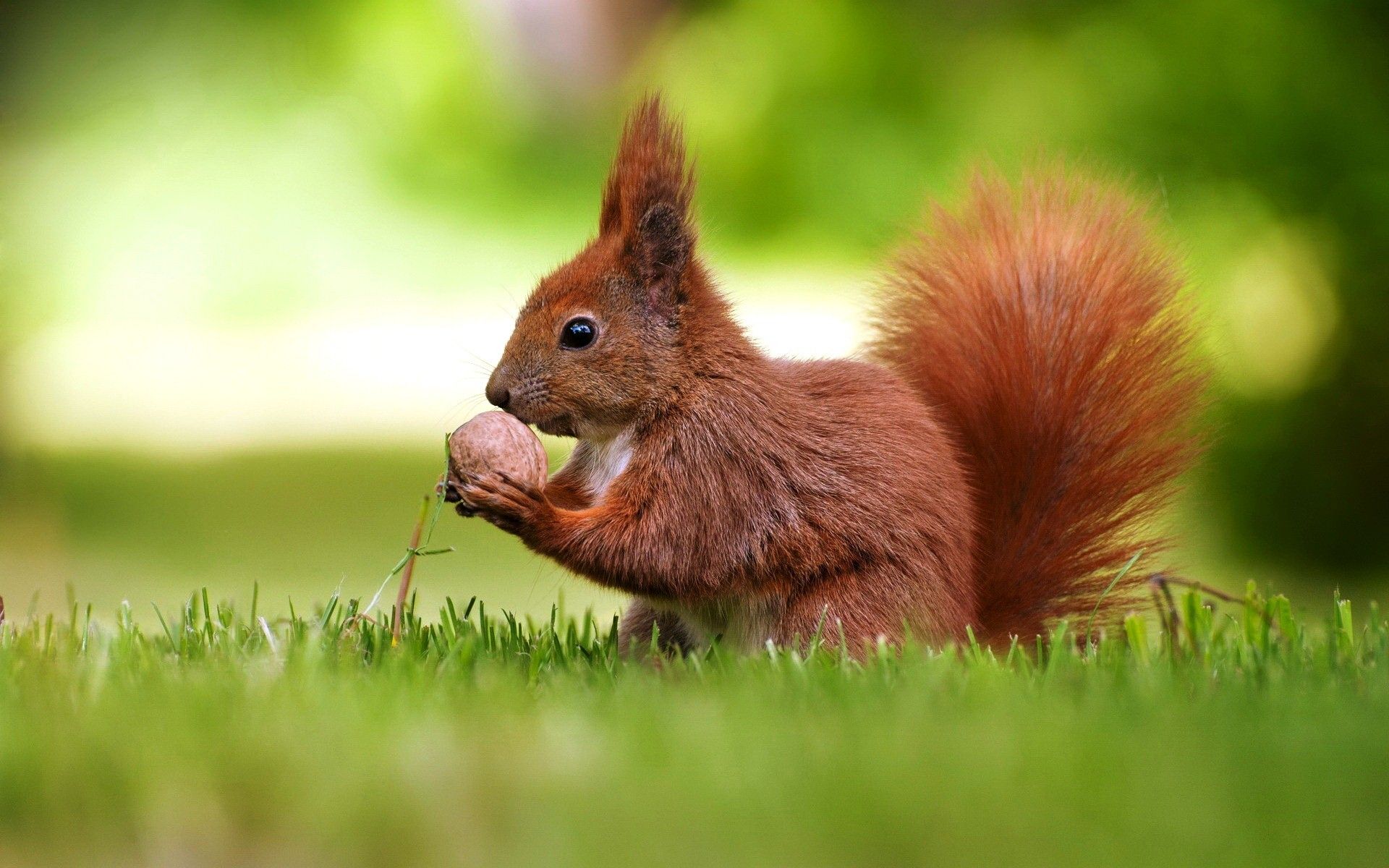 بکگراند شگفت آور و جالب از سنجاب در حال خوردن گردو 