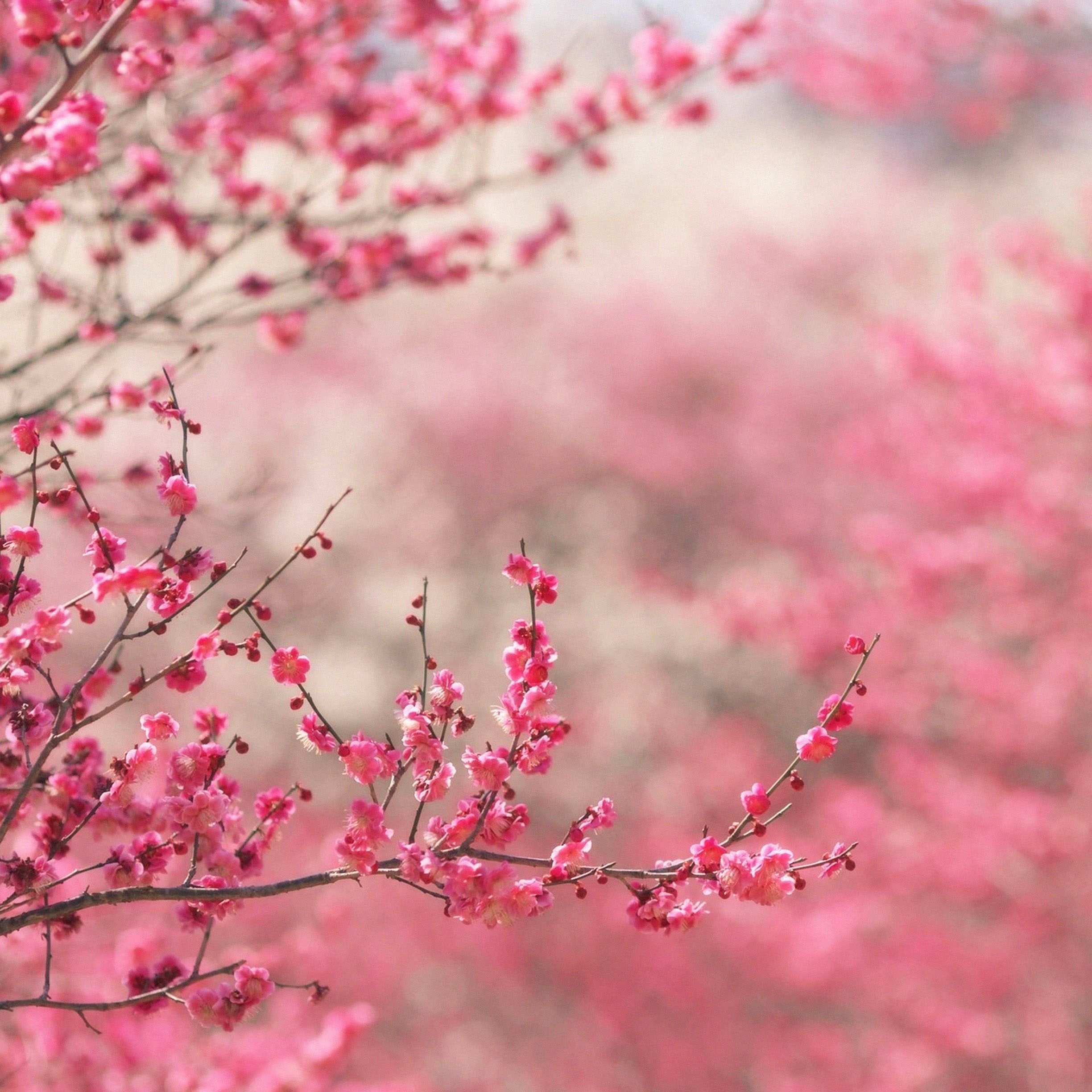 بکگراند شگفت آور ودیدنی از شکوفه های صورتی درخت هلو