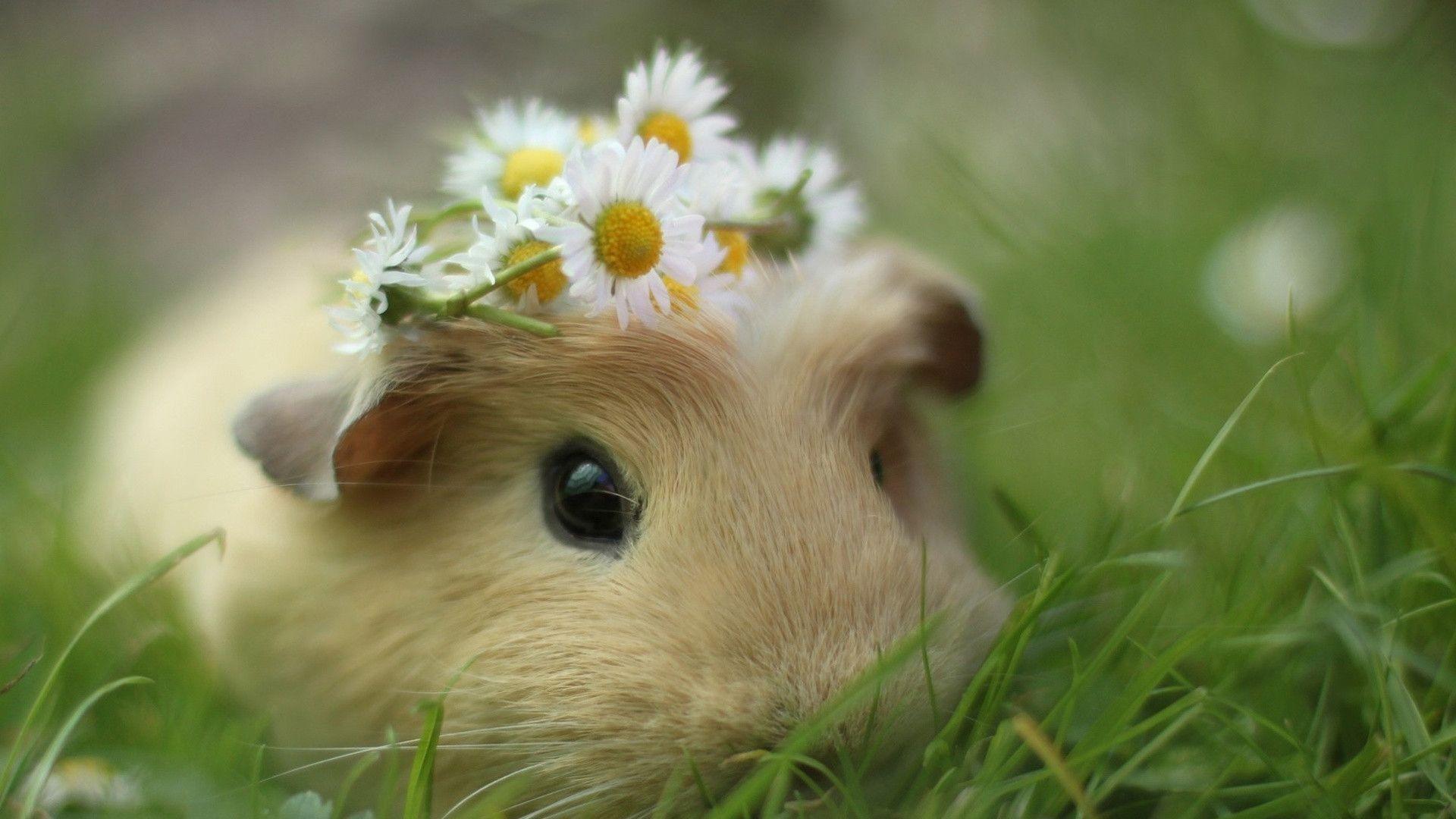  تصویر بسیار عالی از خوکچه هندی با گل های بابونه روی سرش