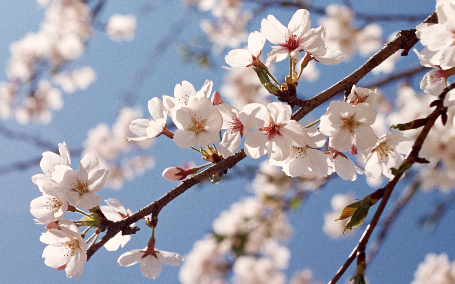 دانلود تصویر جالب و دیدنی از شکوفه سفید درخت هلو