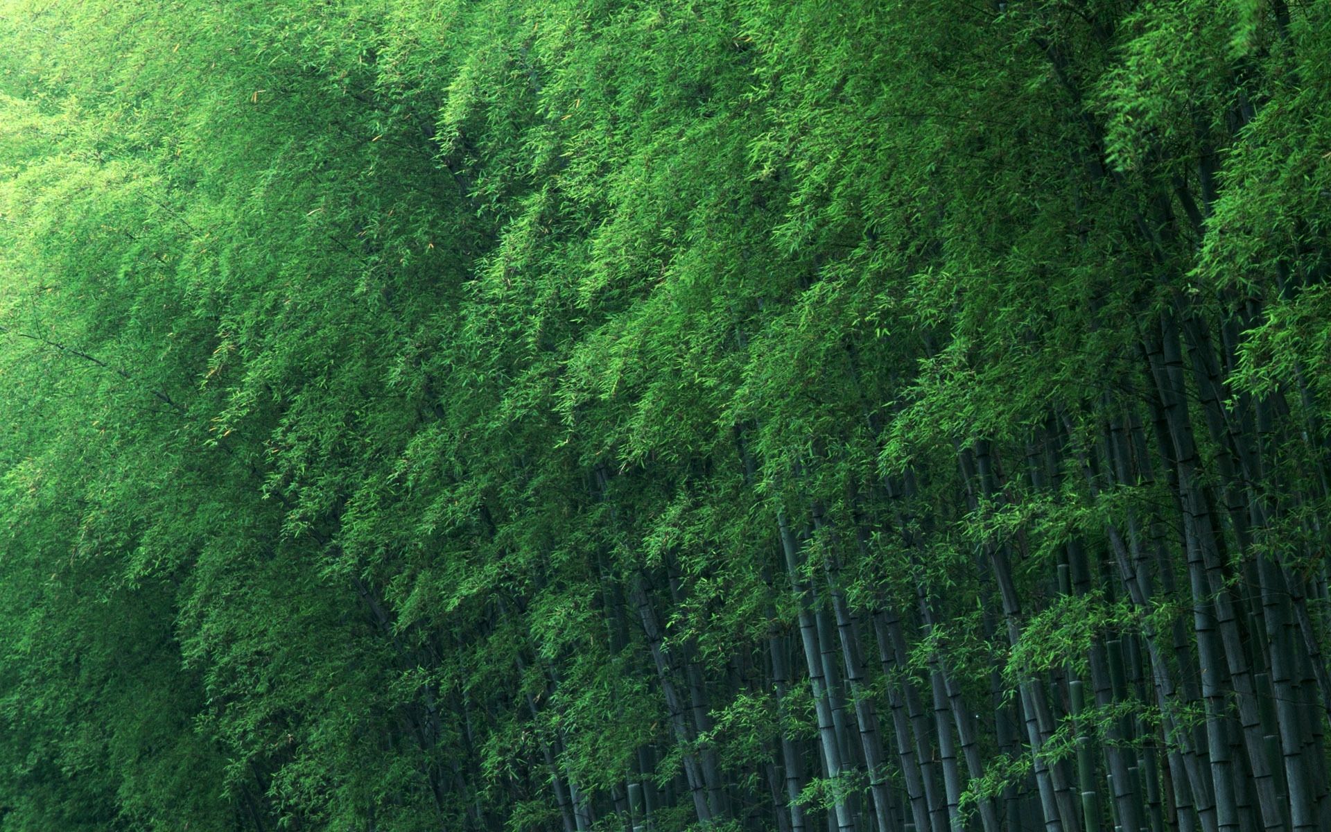 چشمگیر ترین تصویر منتشر شده از سرسبزی و انبوهی درختان غول پیکر بامبو