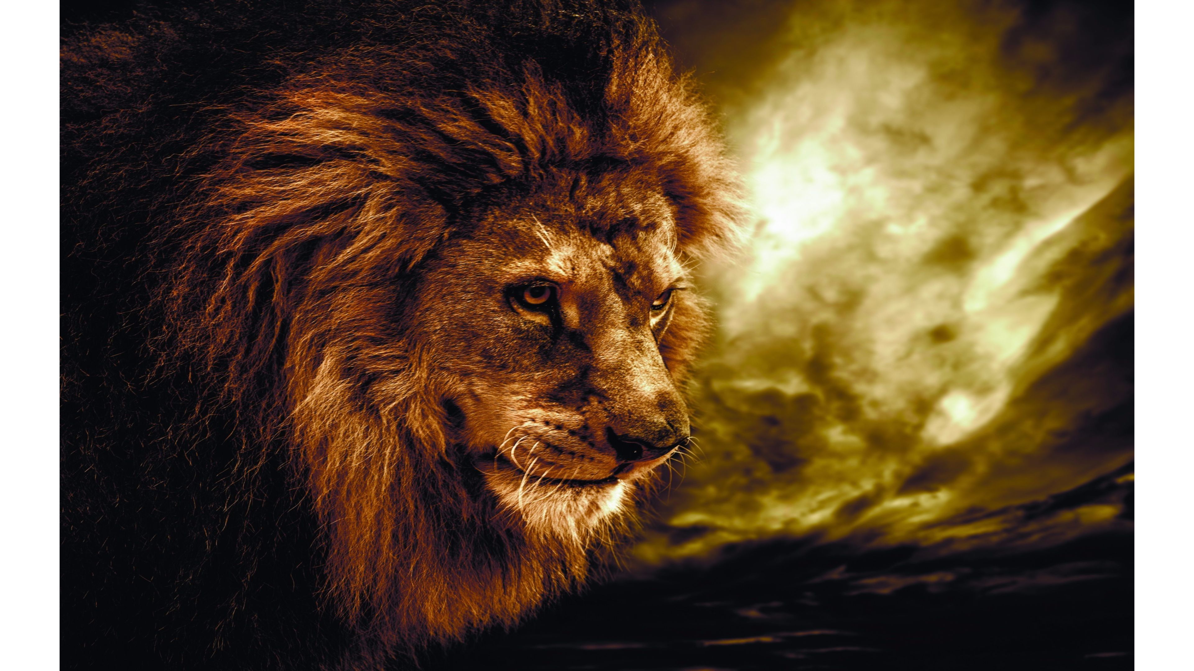 جذاب ترین عکس رایگان و واقعی  شیر سلطان جنگل با زمینه مشکی و آتش 