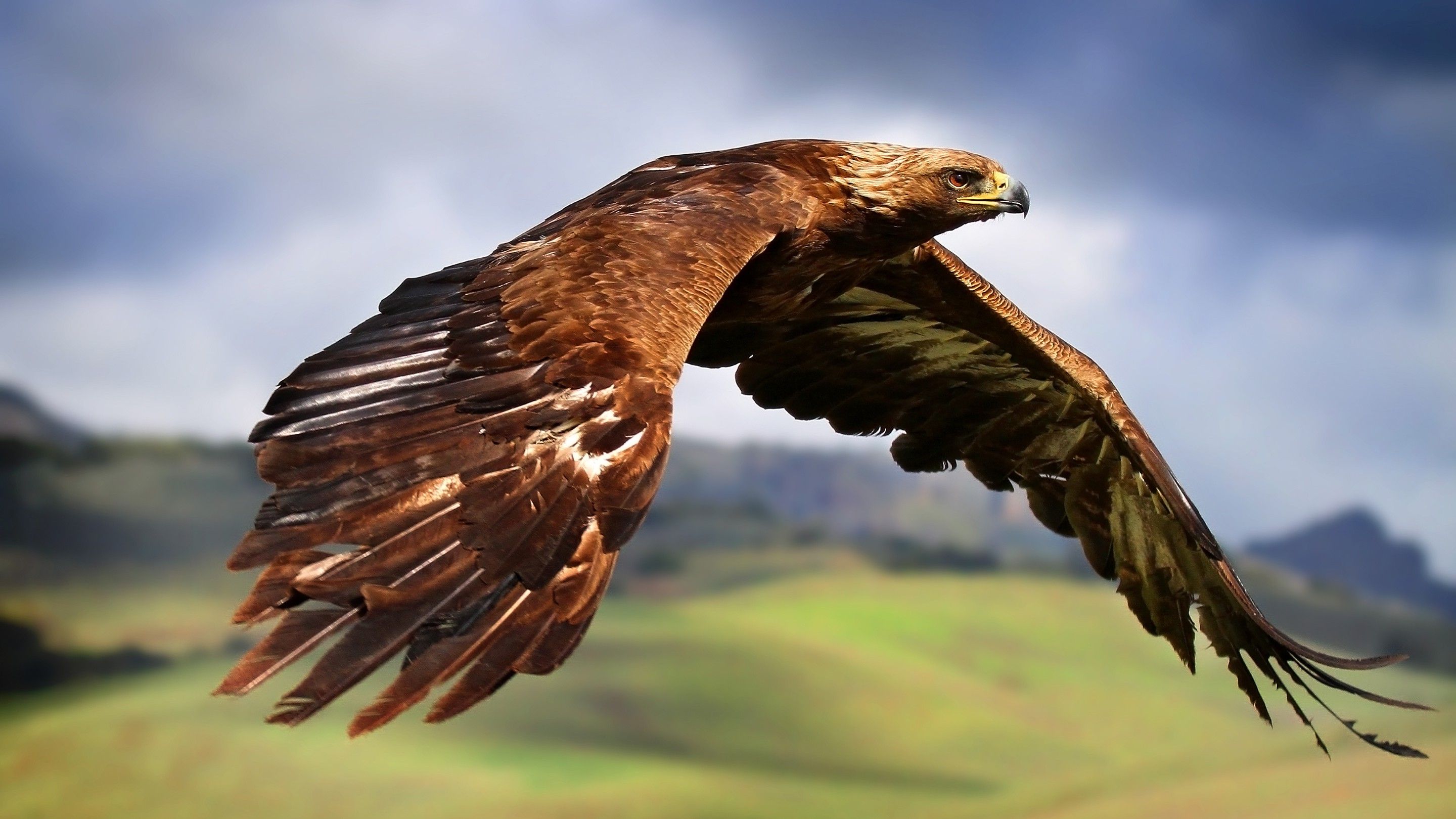 والپیپر جذاب عقاب طلایی نوعی پرنده وحشی با کیفیت بالا 8K