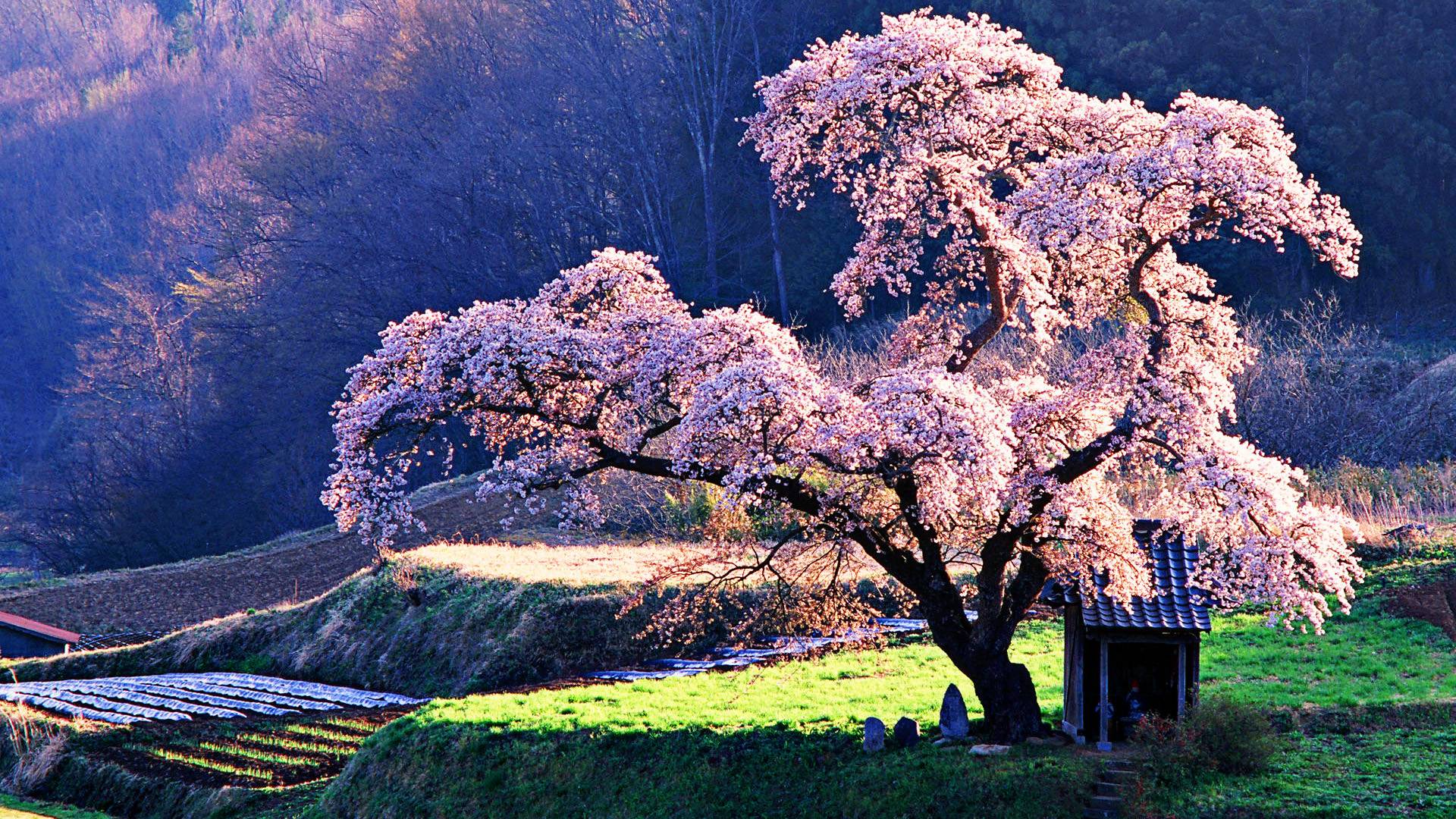 دانلود زیبا ترین درخت هلو با شکوه های زیبا با کیفیت عالی 