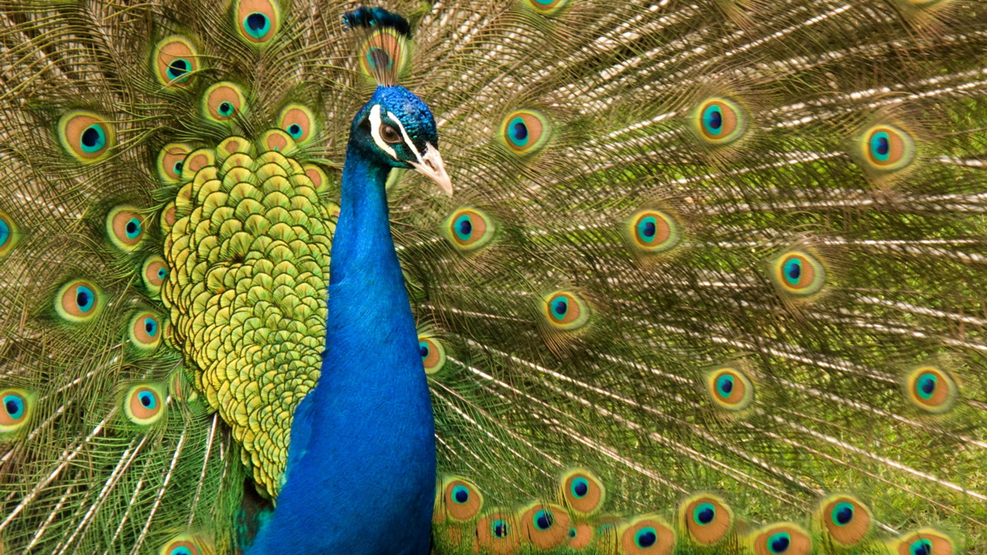 نگاره ای دلنشین از طاووس زیبا با پر های چشم نظر آبی با کیفیت اچ دی