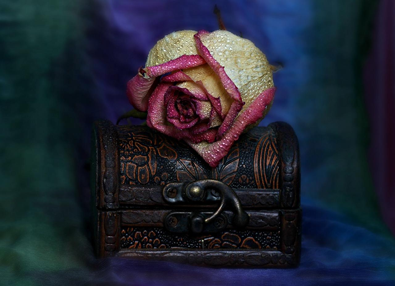 عکس جذاب فانتزی صندوق کوچک و گل صورتی با طرح باستانی عجیب