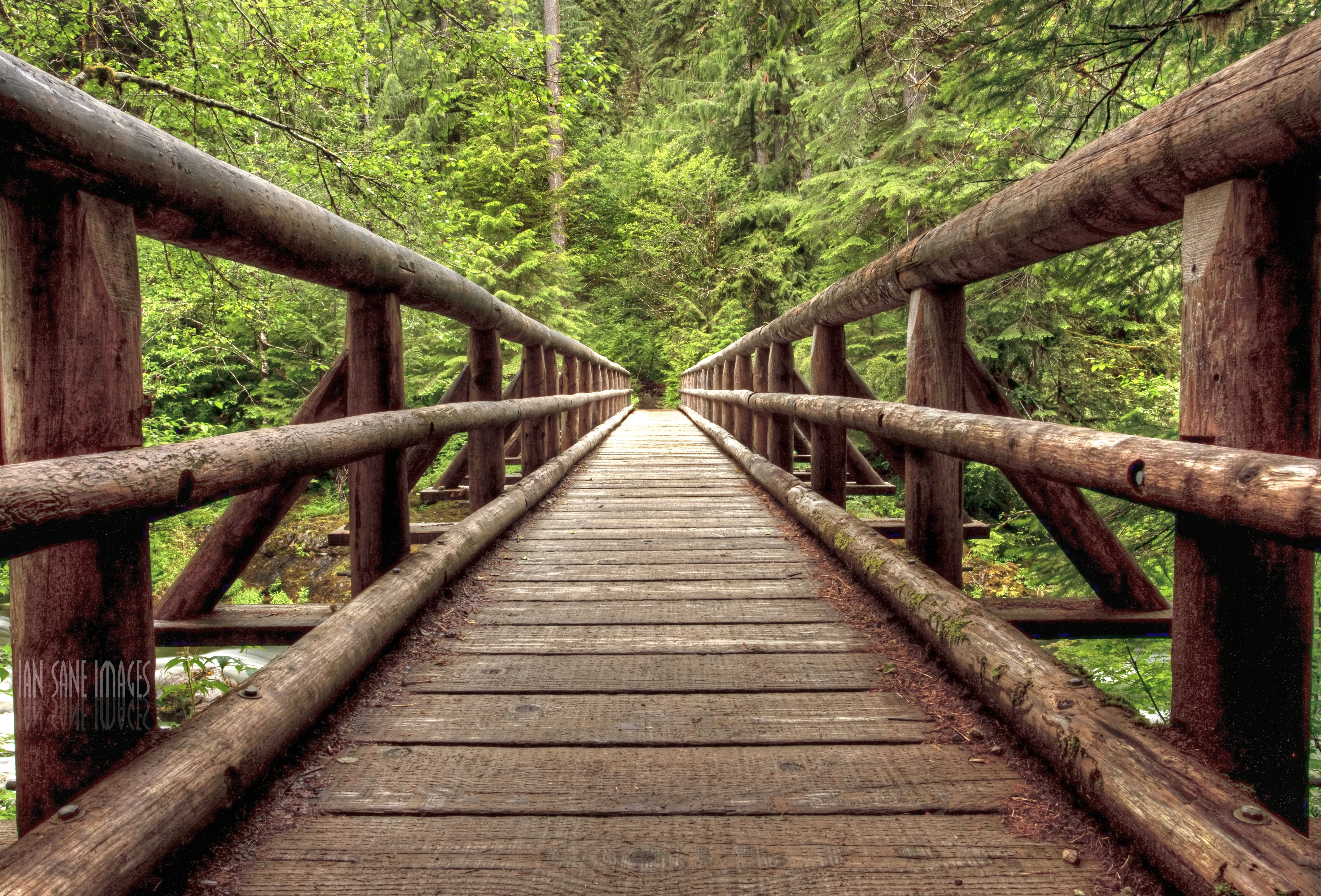 دریافت عکس شگفت انگیز از پل چوبی وسط جنگل انبوه و شیک