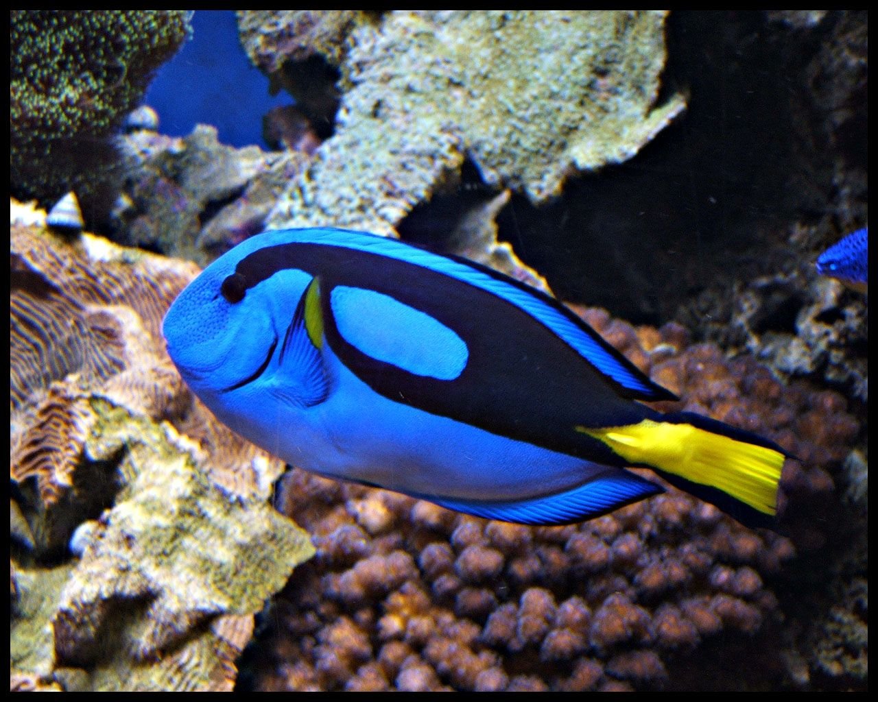 دانلود عکس ماهی Fish آبی رنگ با الگوی ساده روی بدن دانلود عکس ماهی Fish آبی رنگ با الگوی ساده روی بدن
