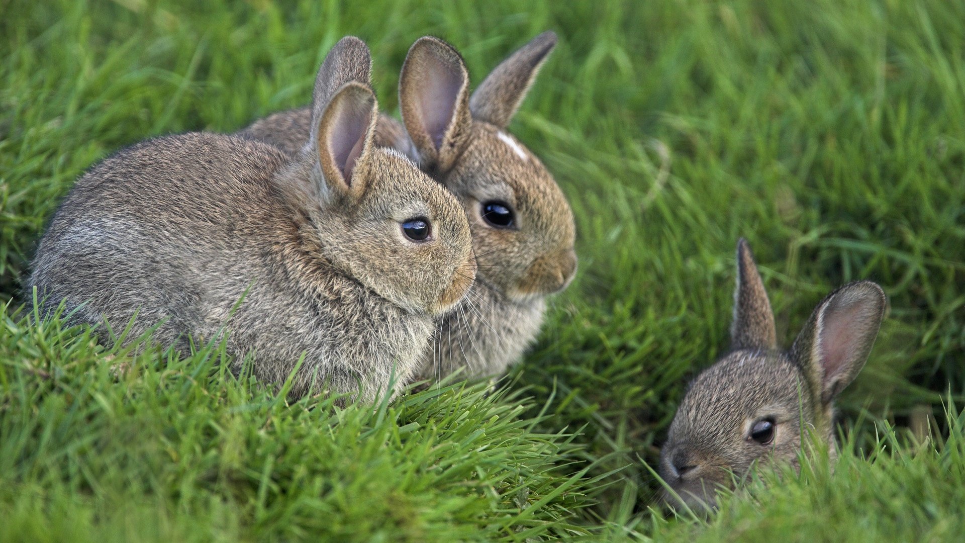دانلود والپیپر چند خرگوش وحشی در یک قاب مناسب چاپ‌ پوستر 