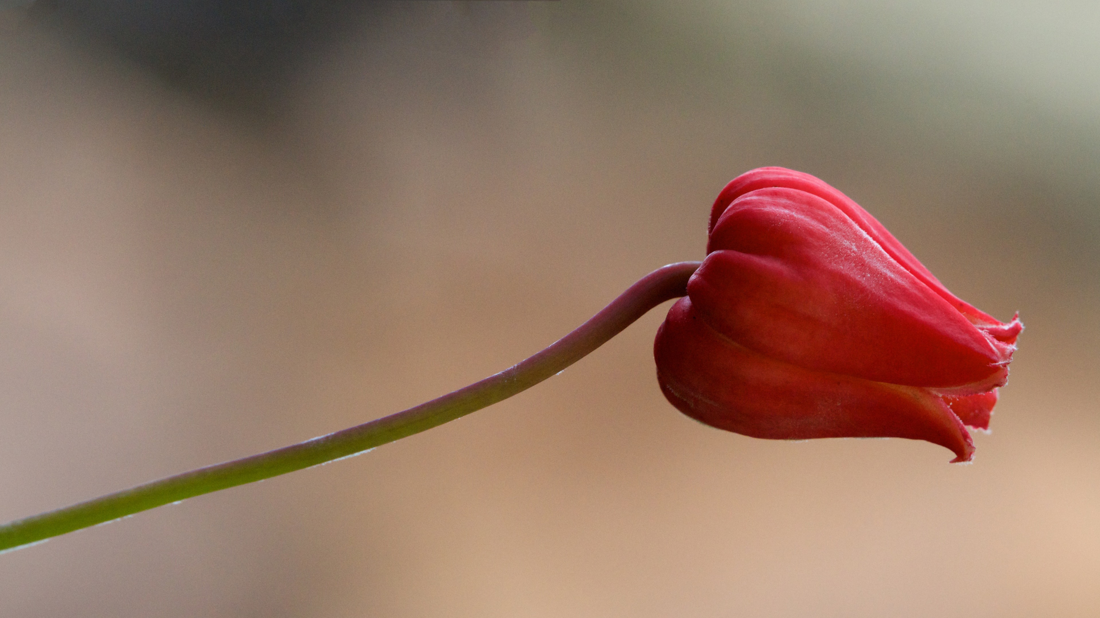 پرتره ای از گل سرخ لاله با ساقه ی خمیده و قهوه ای رنگ