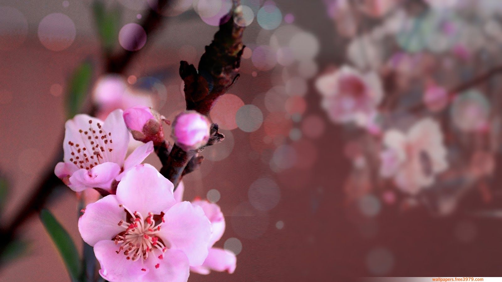 پس زمینه بسیار عالی و قشنگ از شکوفه صورتی رنگ درخت هلو