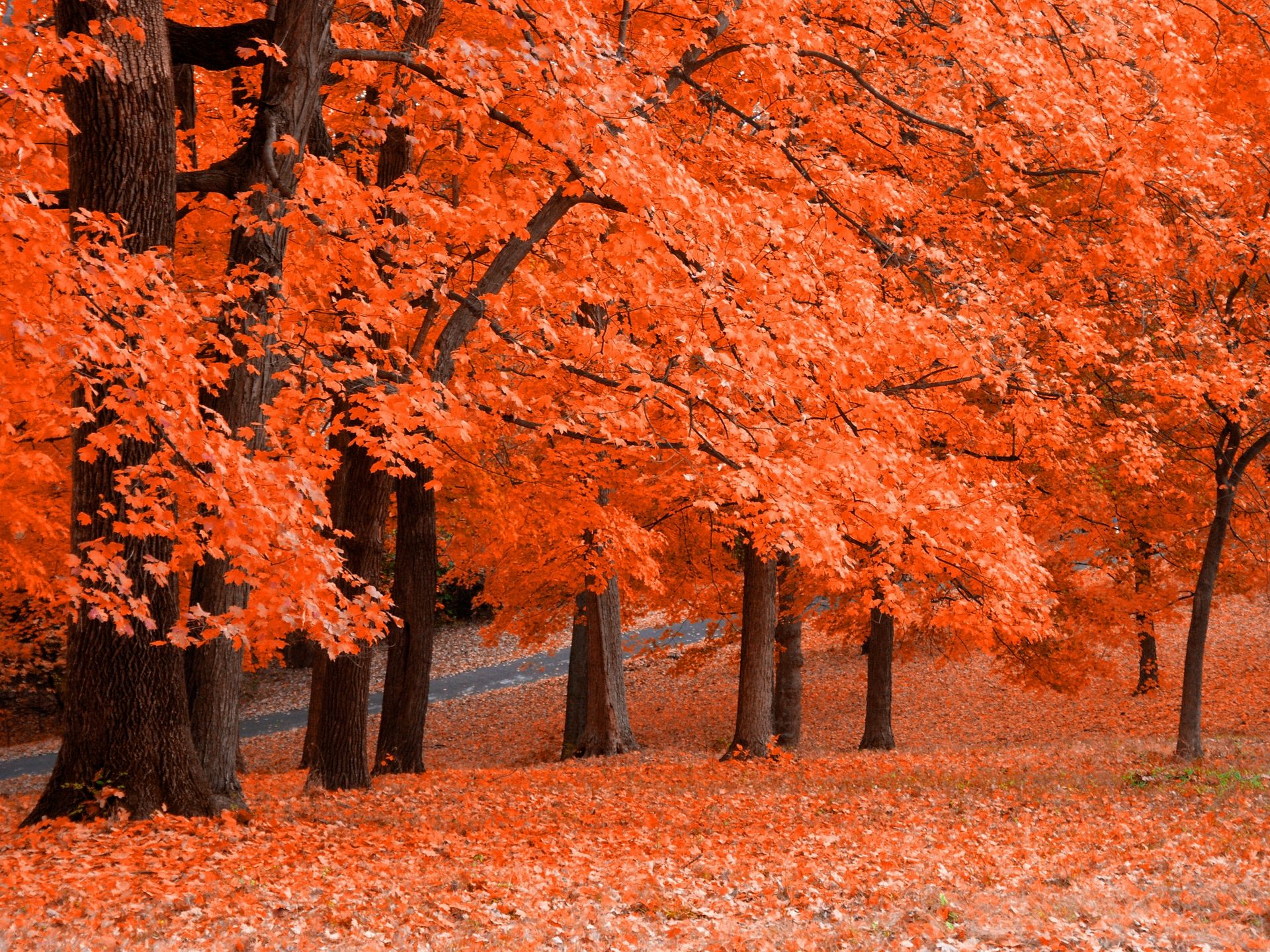 دانلود عکس پروفایل جنگل پاییزی پوشیده شده از درختان افرا