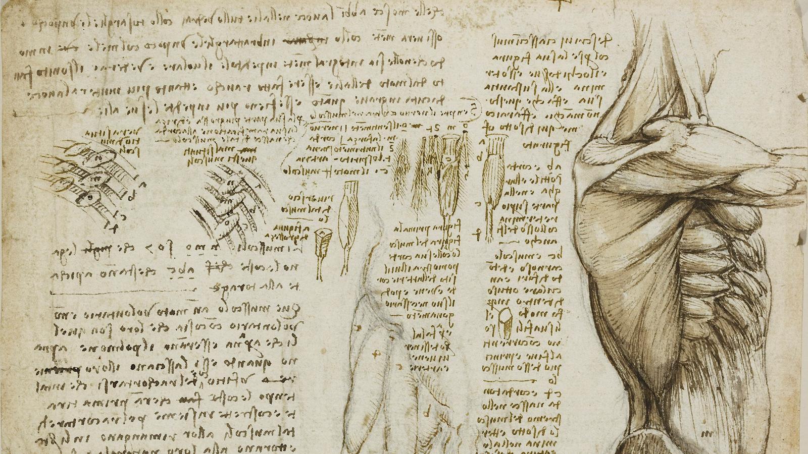 مطالعات لئوناردو داوینچی درباره کالبد و آناتومی انسان