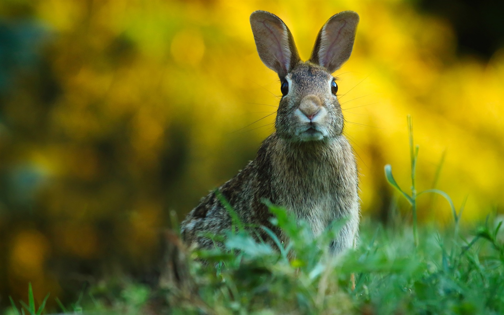 دانلود عالی ترین عکس زمینه خرگوش وحشی برای پروفایل و تبلت 