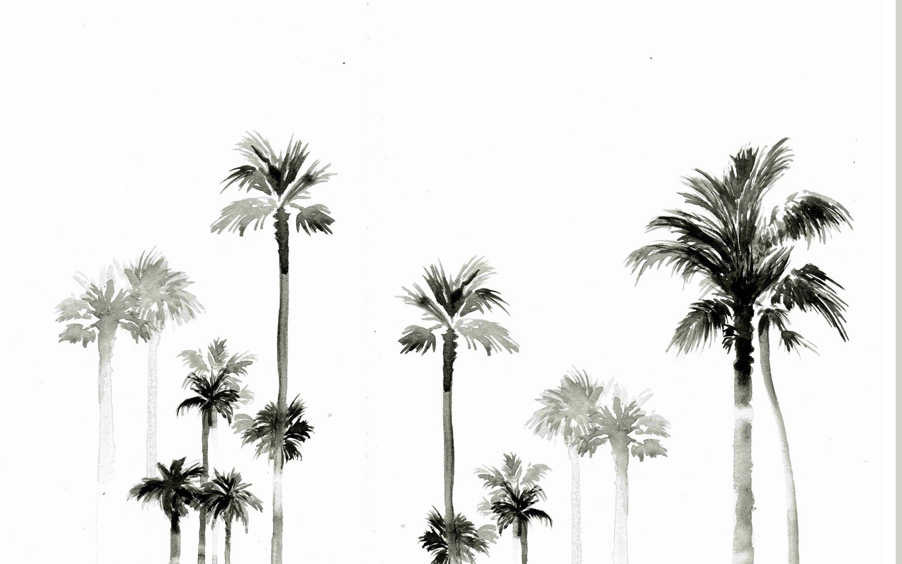 طراحی سیاه و سفید شاهکار با طرح درختان نخل به عنوان wallpaper