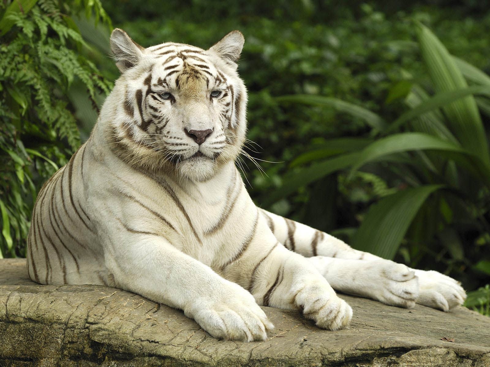 دانلود عکس دیدنی از ببر سفید وحشی بنگال در جنگل سبز