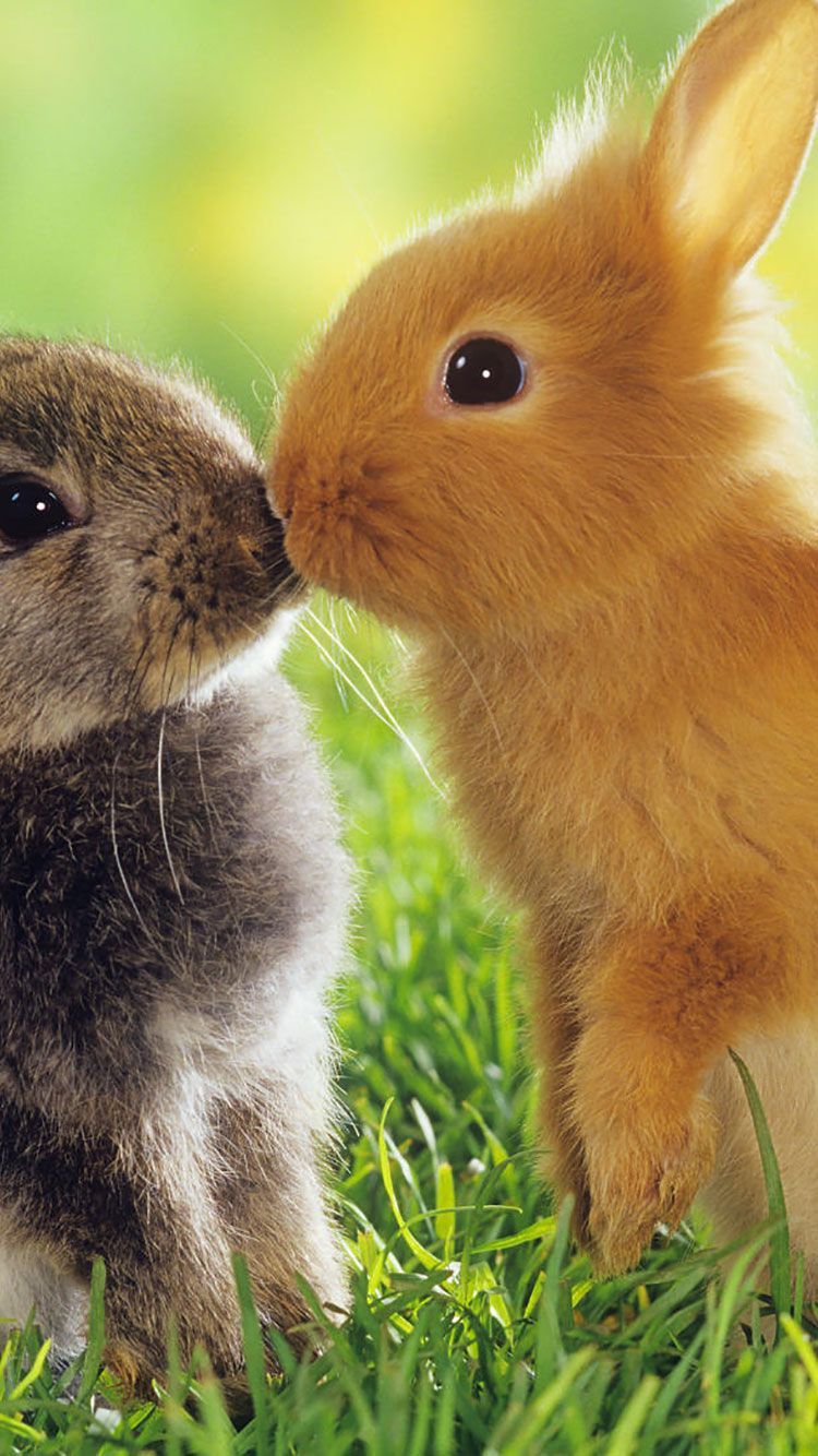 عکس پس زمینه عاشقانه و از دو خرگوش بامزه با کیفیت بالا