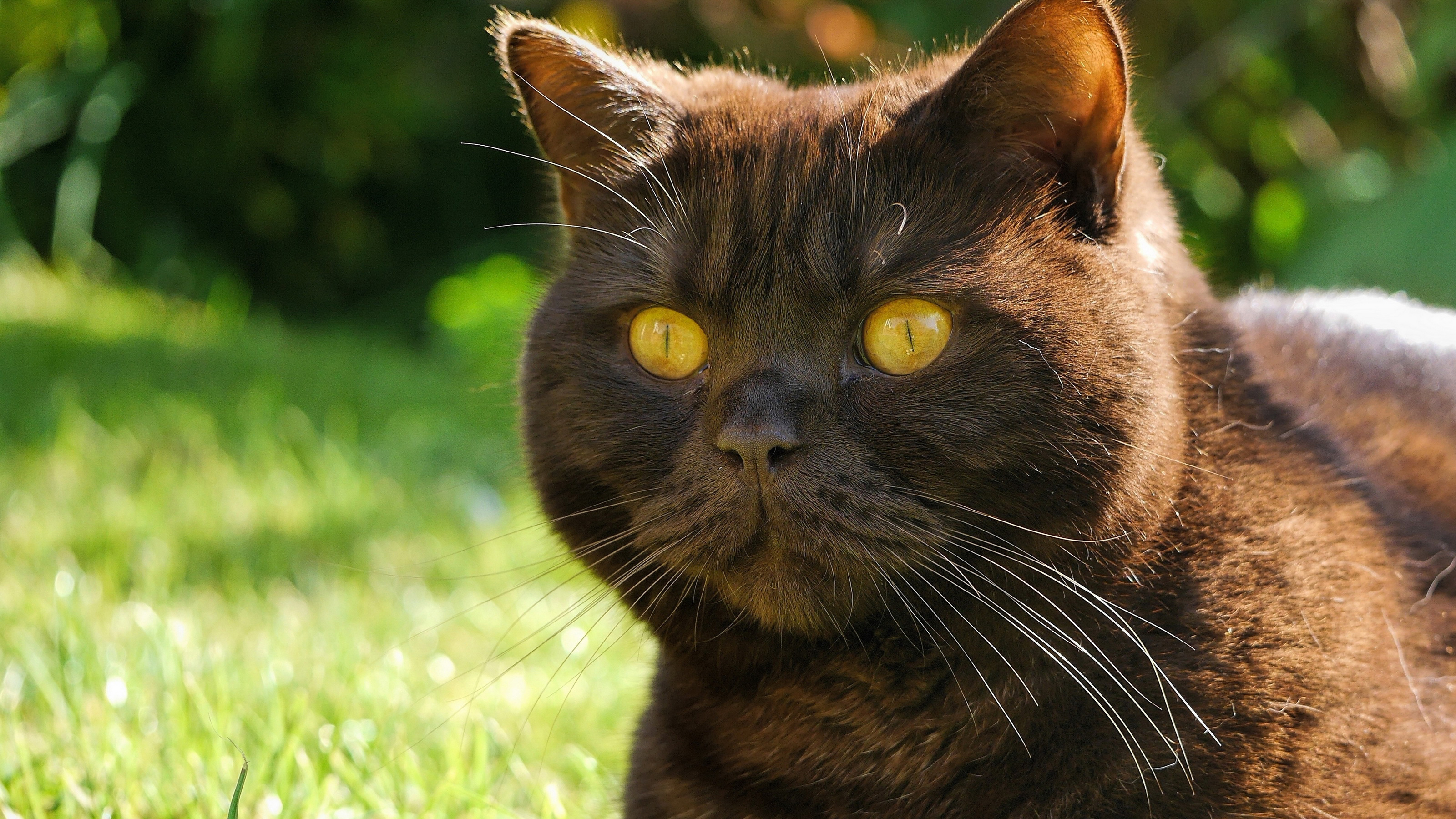 عکس منحصر به فرد و دیدنی از گربه با چشمان زرد رنگ