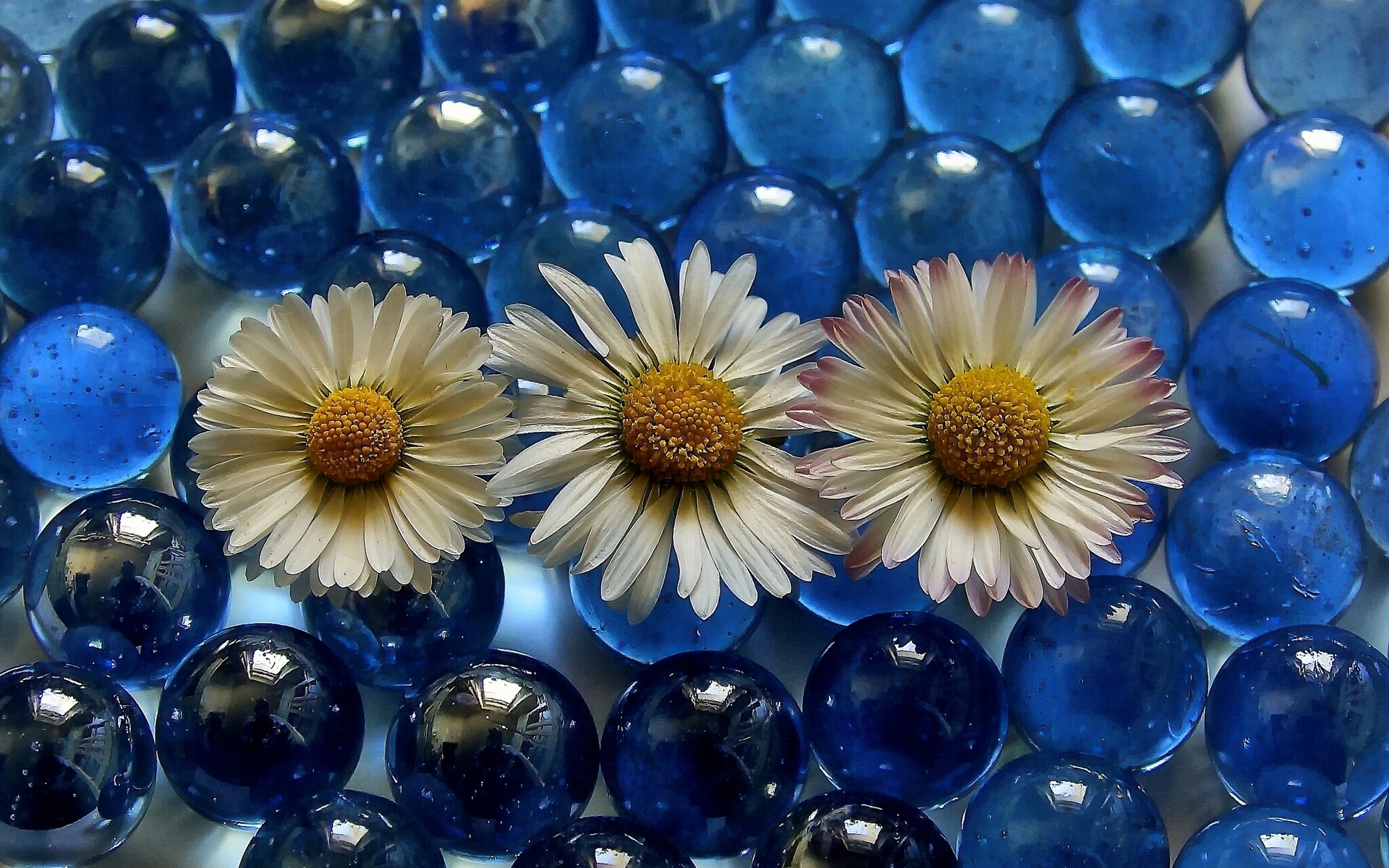 عکس استوک سه گل بابونه بر روی تیله های شفاف شیشه ای