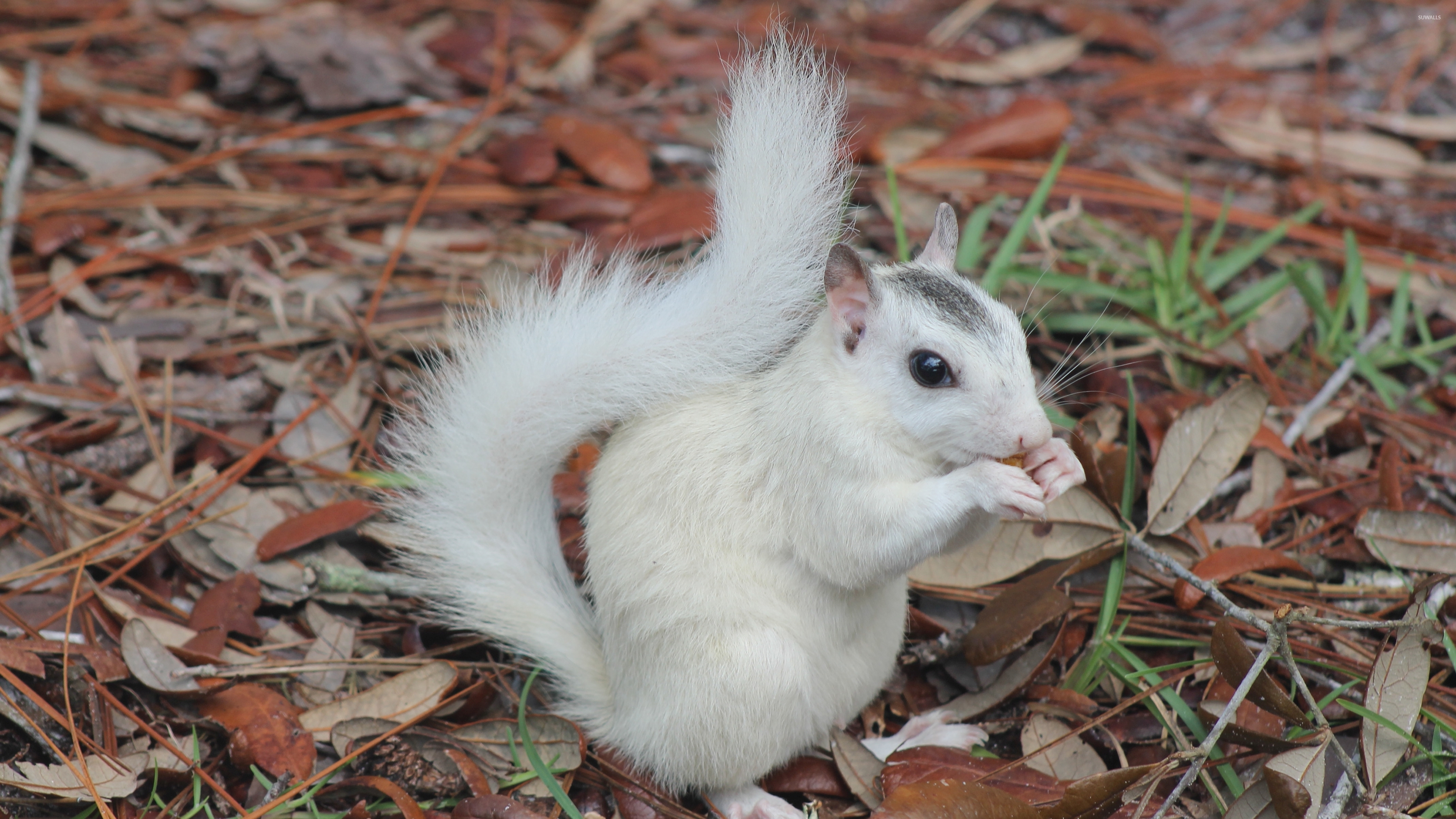 عکس سنجاب سفید رنگ کیوت و بامزه یکی از خاص ترین سنجاب ها
