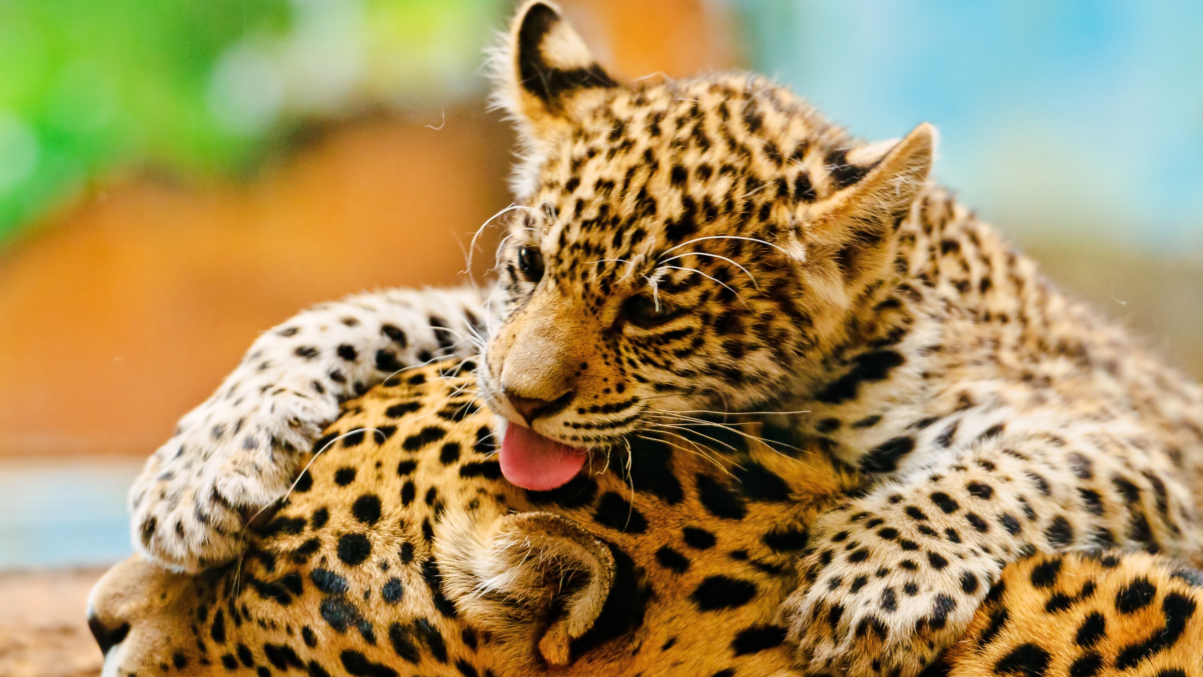 عکس بسیار زیبا و دیدنی از دوتا یوزپلنگ کوچولو و کیوت 