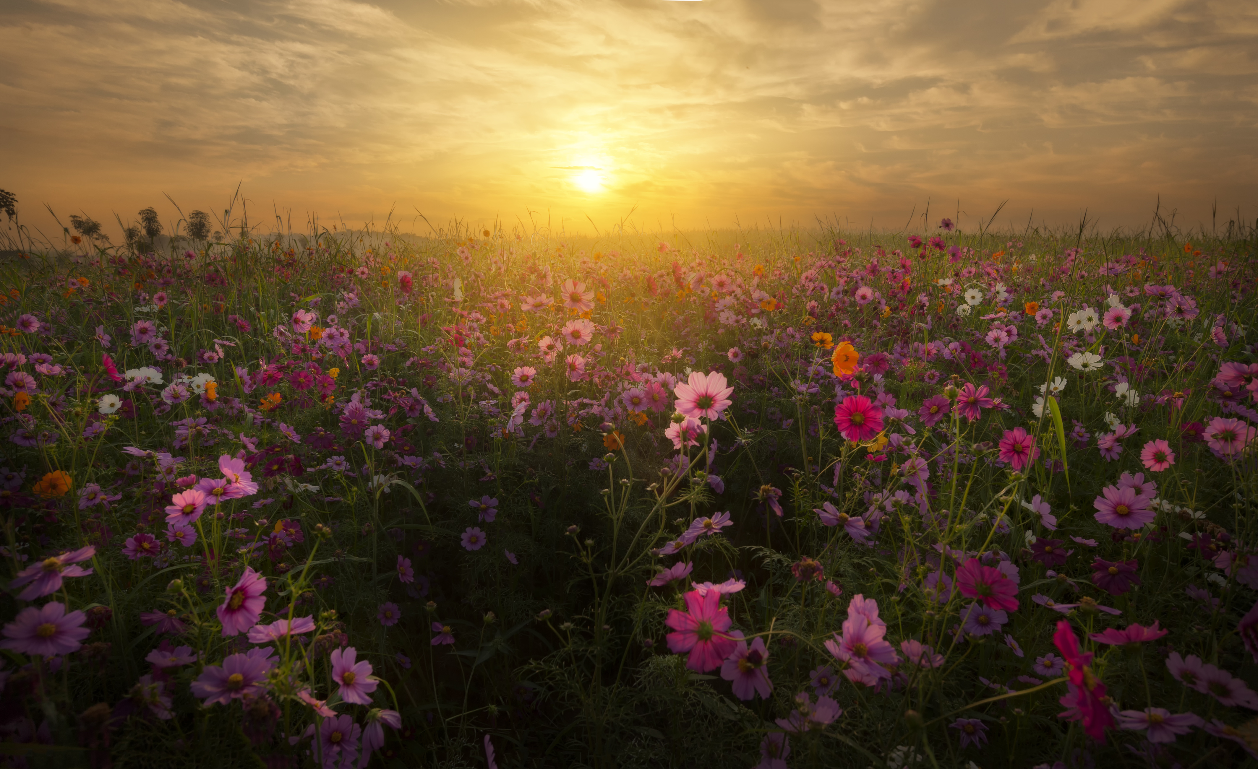 تصویر استوک زیبا از گلستان مملو از گل های رنگی و غروب آفتاب