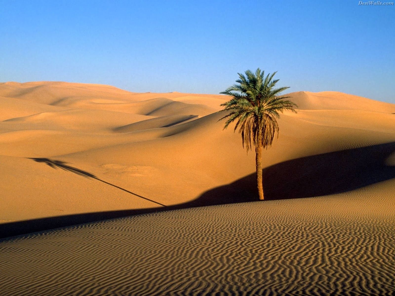 معروف ترین پس زمینه تک درخت نخل در صحرای داغ با کیفیت رویایی