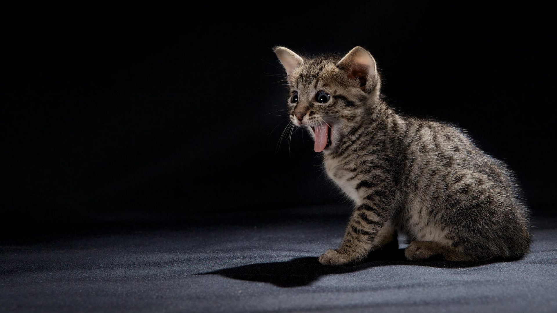 تصویر شکار لحظه ها از گربه ملوس و کیوت در حال خمیازه