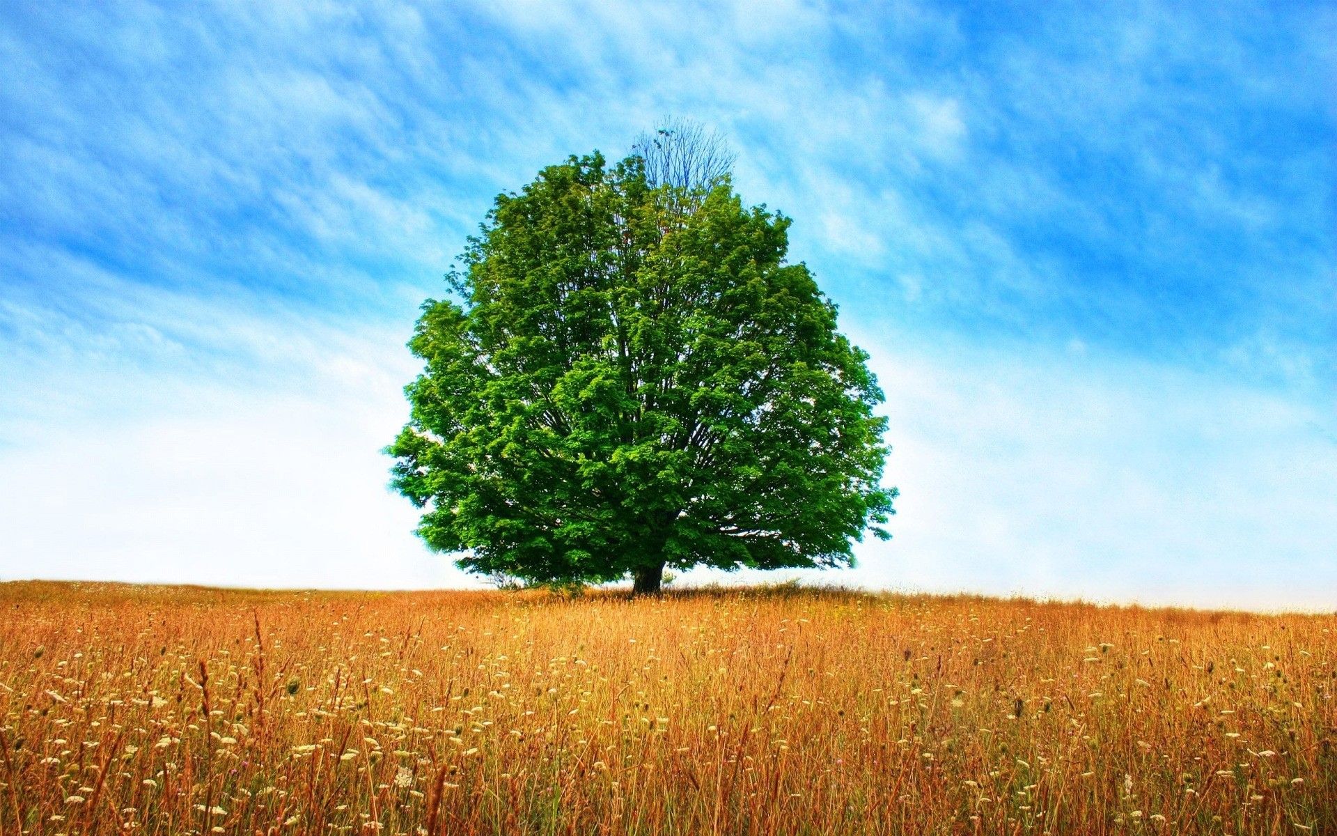 جذاب ترین استوک درخت زندگی در طبیعتی متفاوت با آسمانی آرام