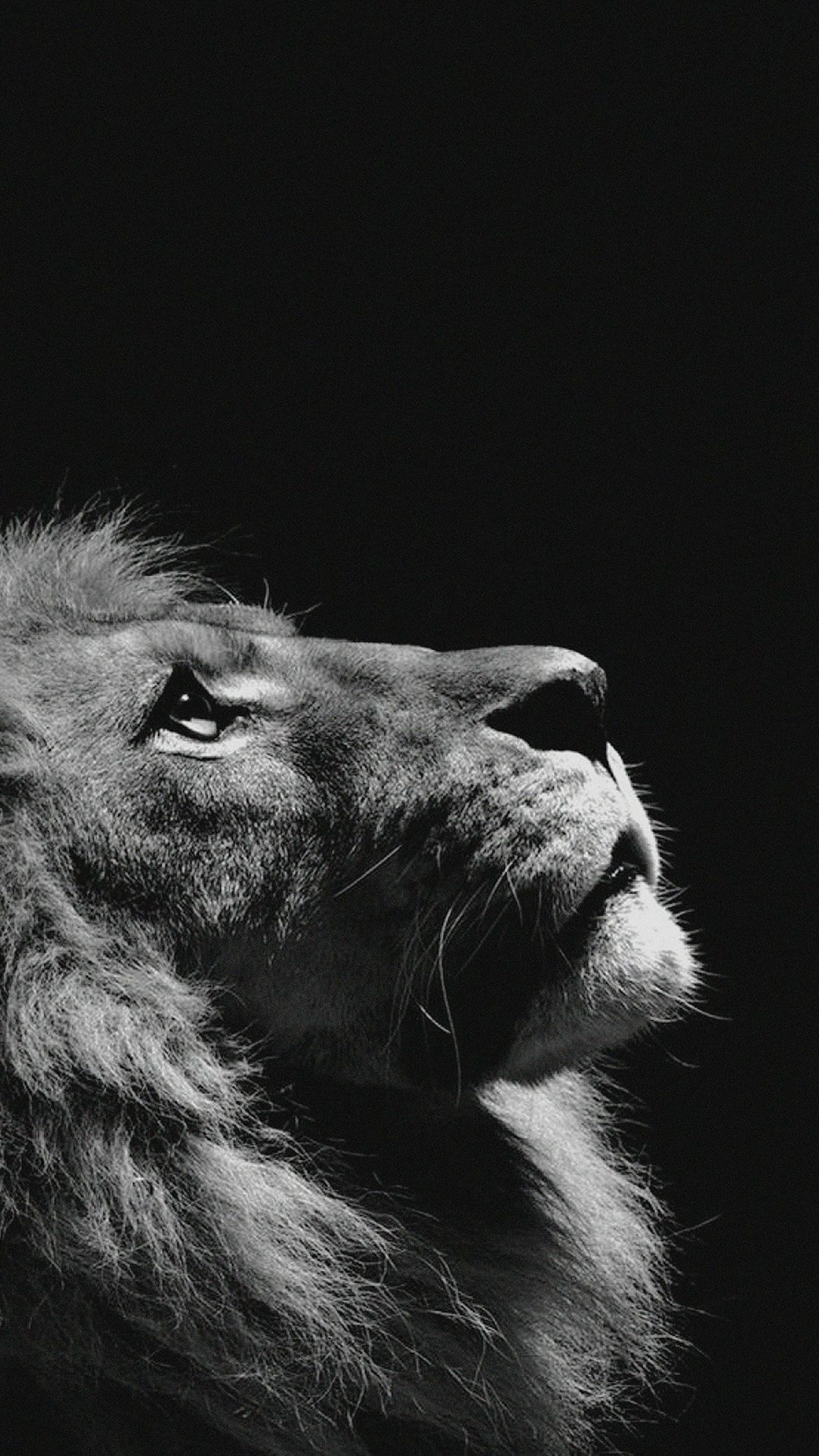 عکس پسرانه سیاه و سفید شیر در نمای نزدیک برای زمینه گوشی آیفون