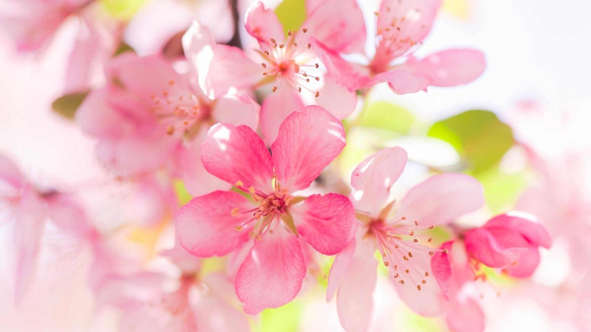 عکسی زیبا و دیدنی از شکوفه های صورتی سیب برای هایلایت 