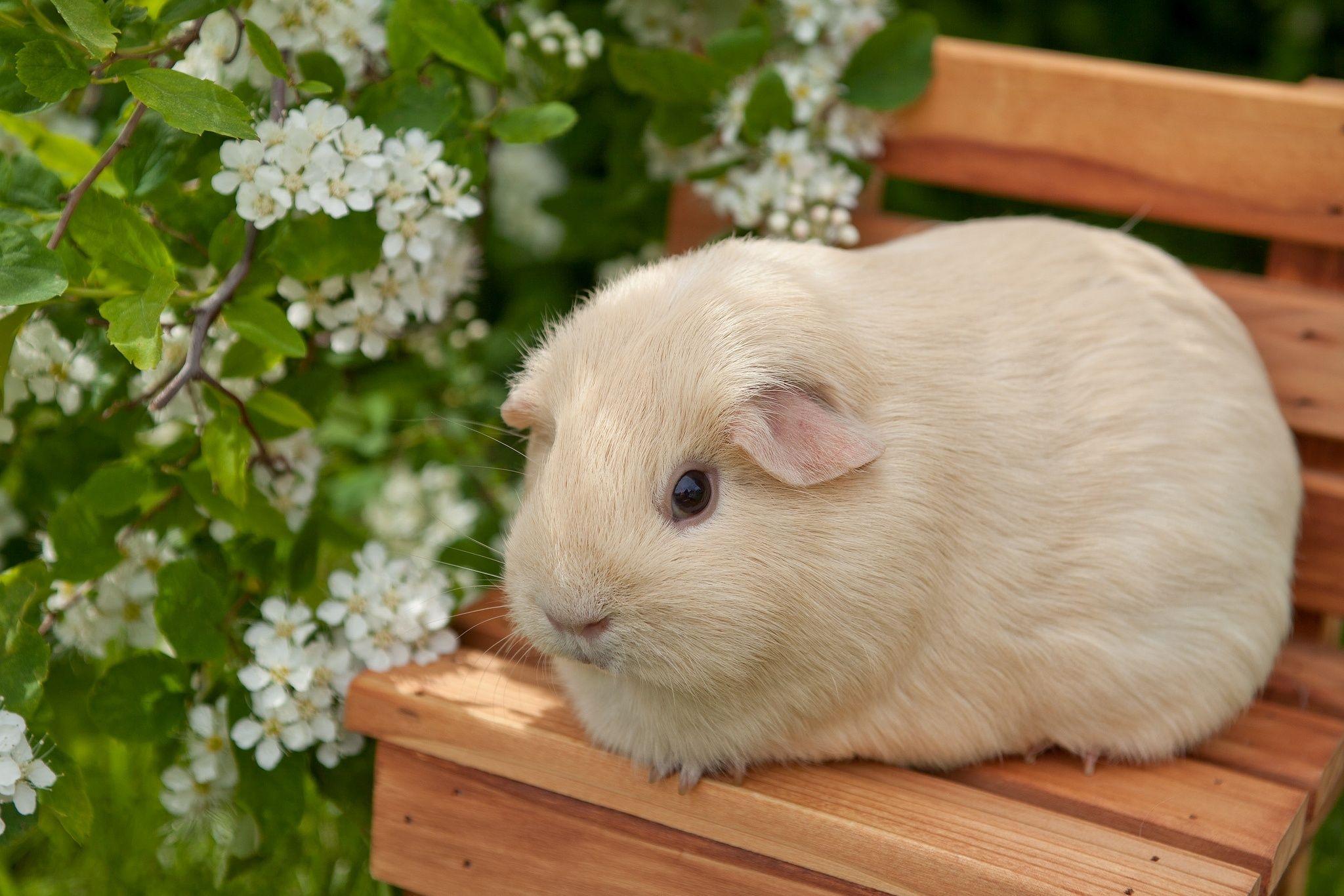  دانلود عکس بسیار قشنگ و جالب از خوکچه هندی با پشم های سفید 