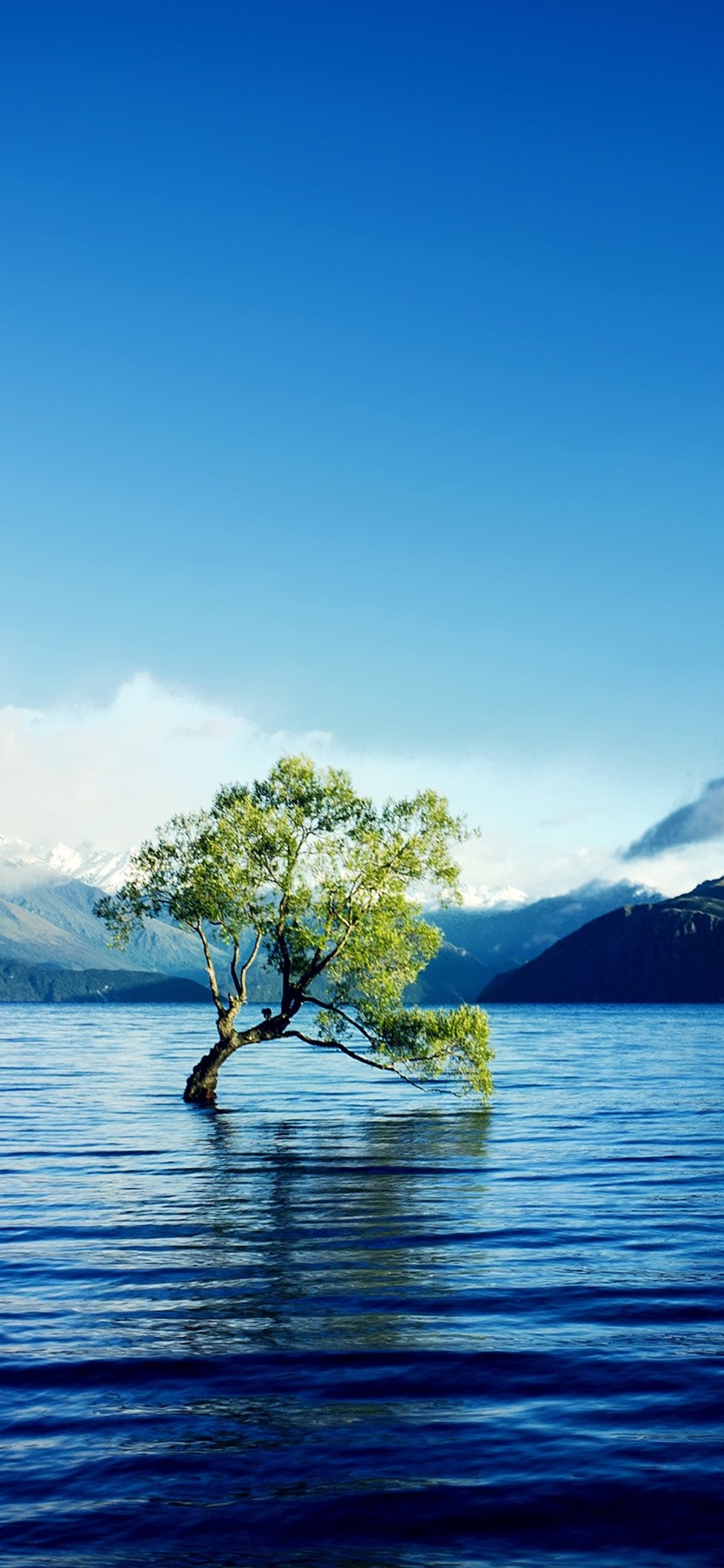  تصویر زیبا از درخت تنها در وسط آب مناسب برای زمینه تلفن 