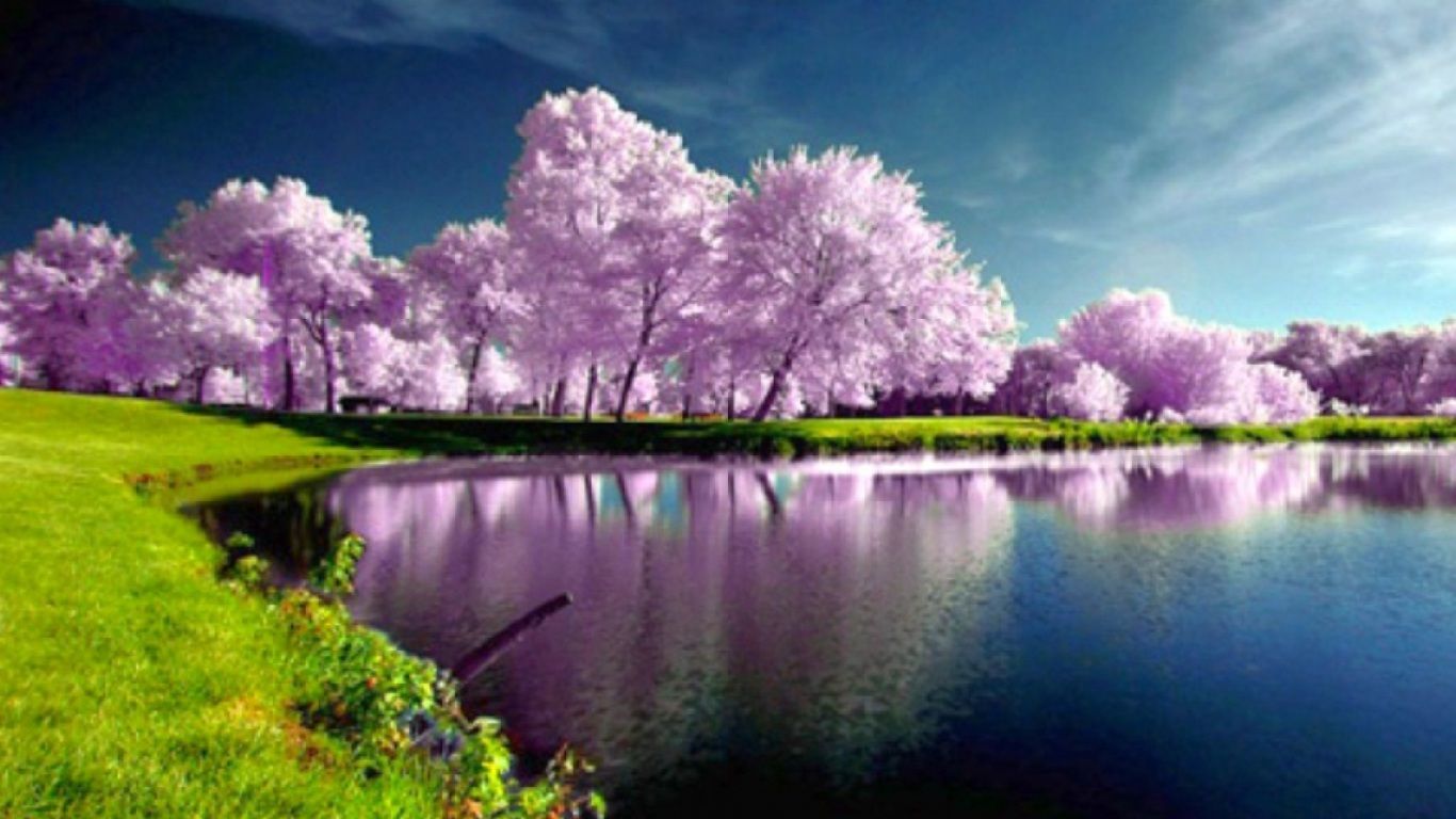 عکس زیبای درخت های صورتی کنار دریاچه ی دلنشین در طبیعت رویایی