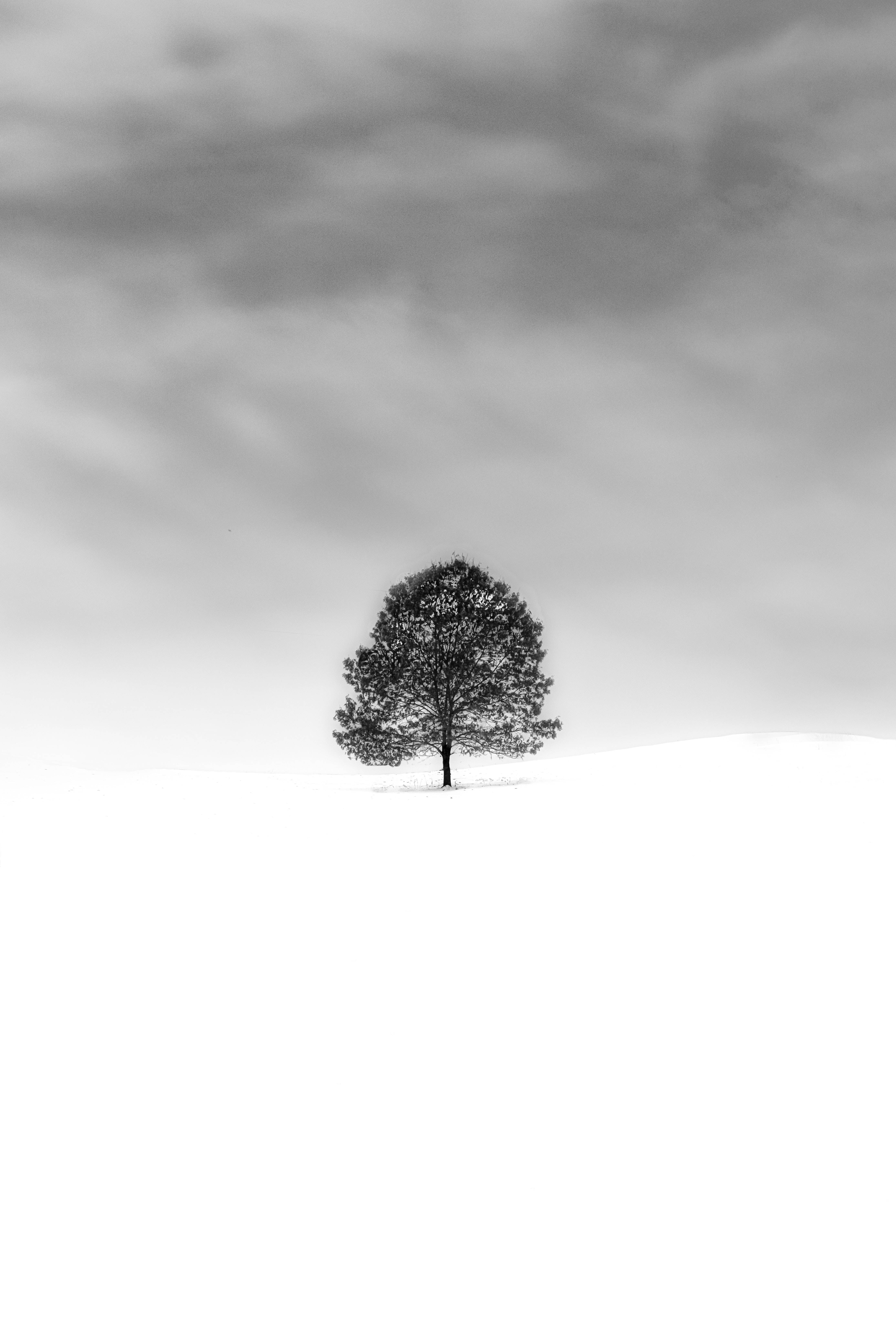 عکس درخت تنها در فصل زیبای زمستان مخصوص تصویر زمینه گوشی 