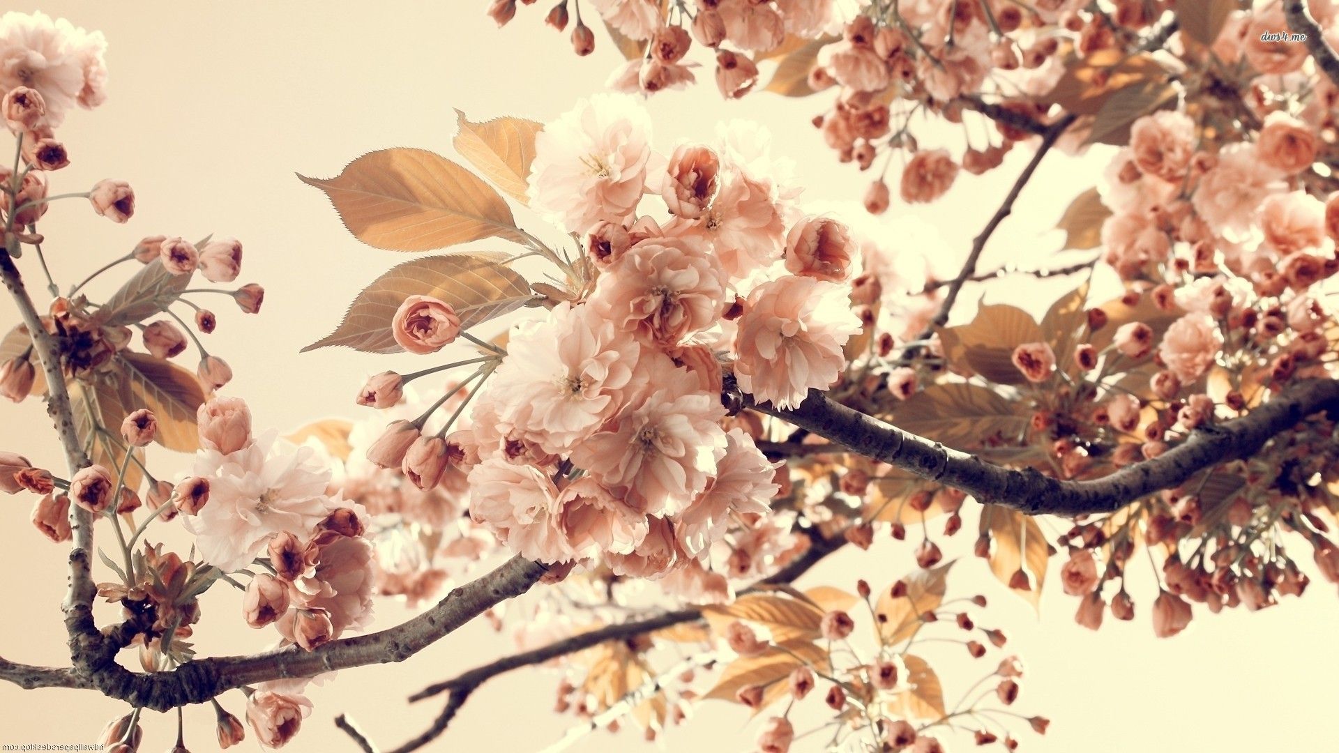 والپیپر فوق العاده قشنگ از شکوفه های درخت هلو با کیفیت عالی 