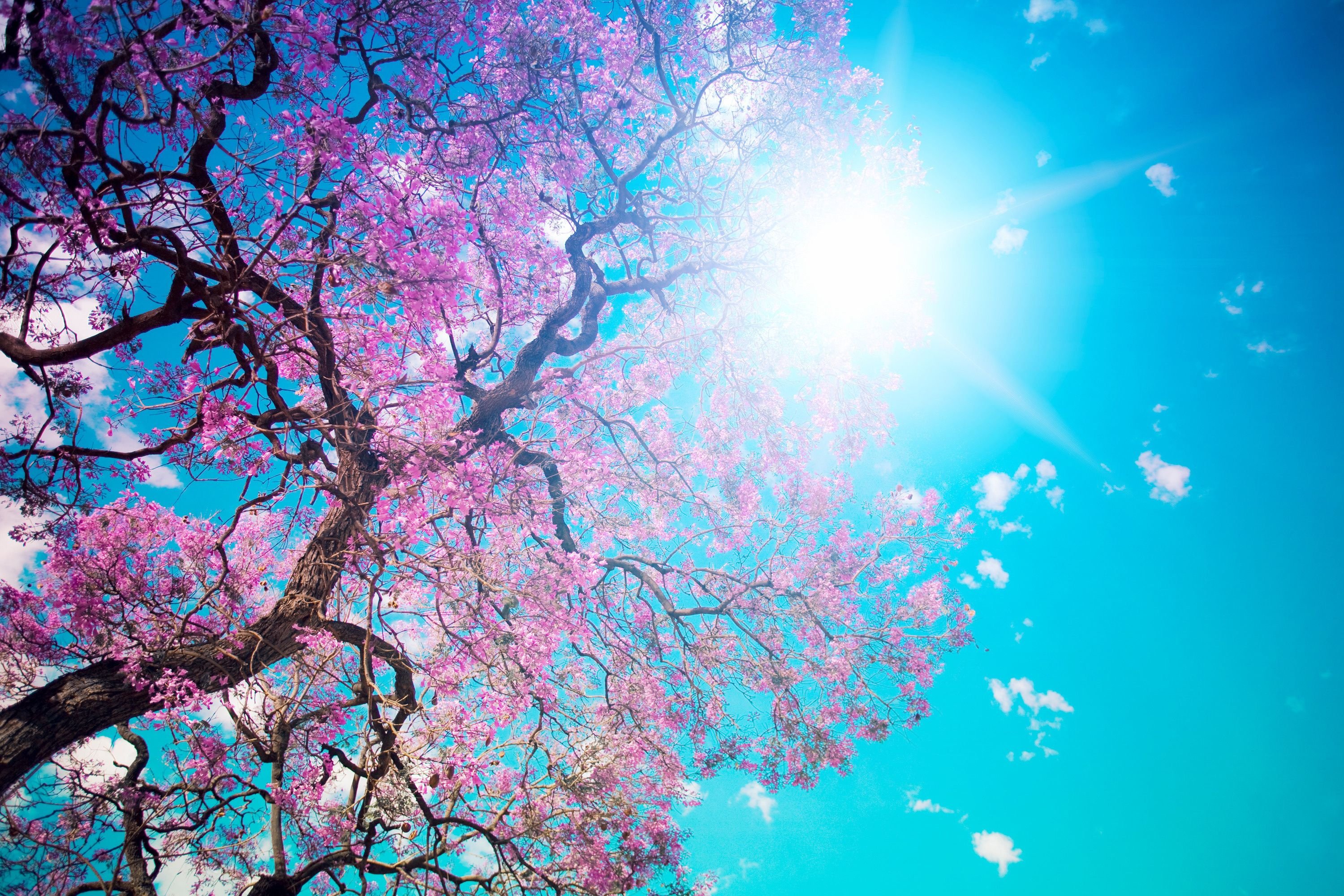 والپیپر خورشید و شاخه های درختی با شکوفه های صورتی از پایین 