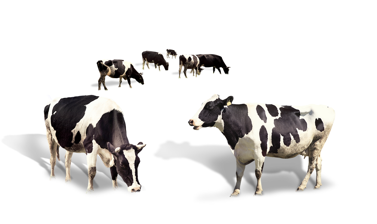 تصویر گاو های بزرگ و زیبا با فرمت پی ان جی و کیفیت بالا 