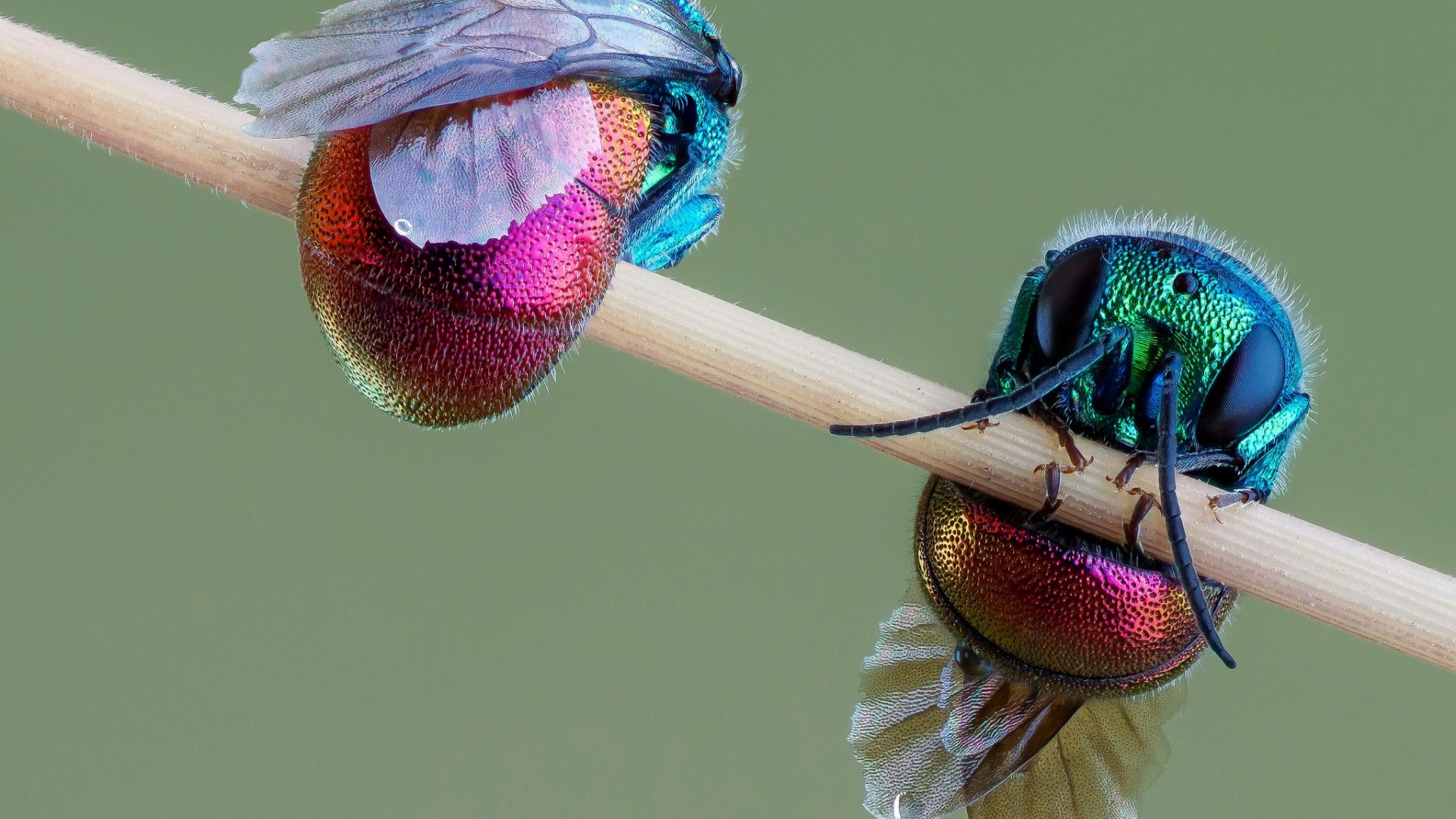 پرتره ای دیدنی از حشرات آینه ای هلوگرامی با بال های ابریشمی