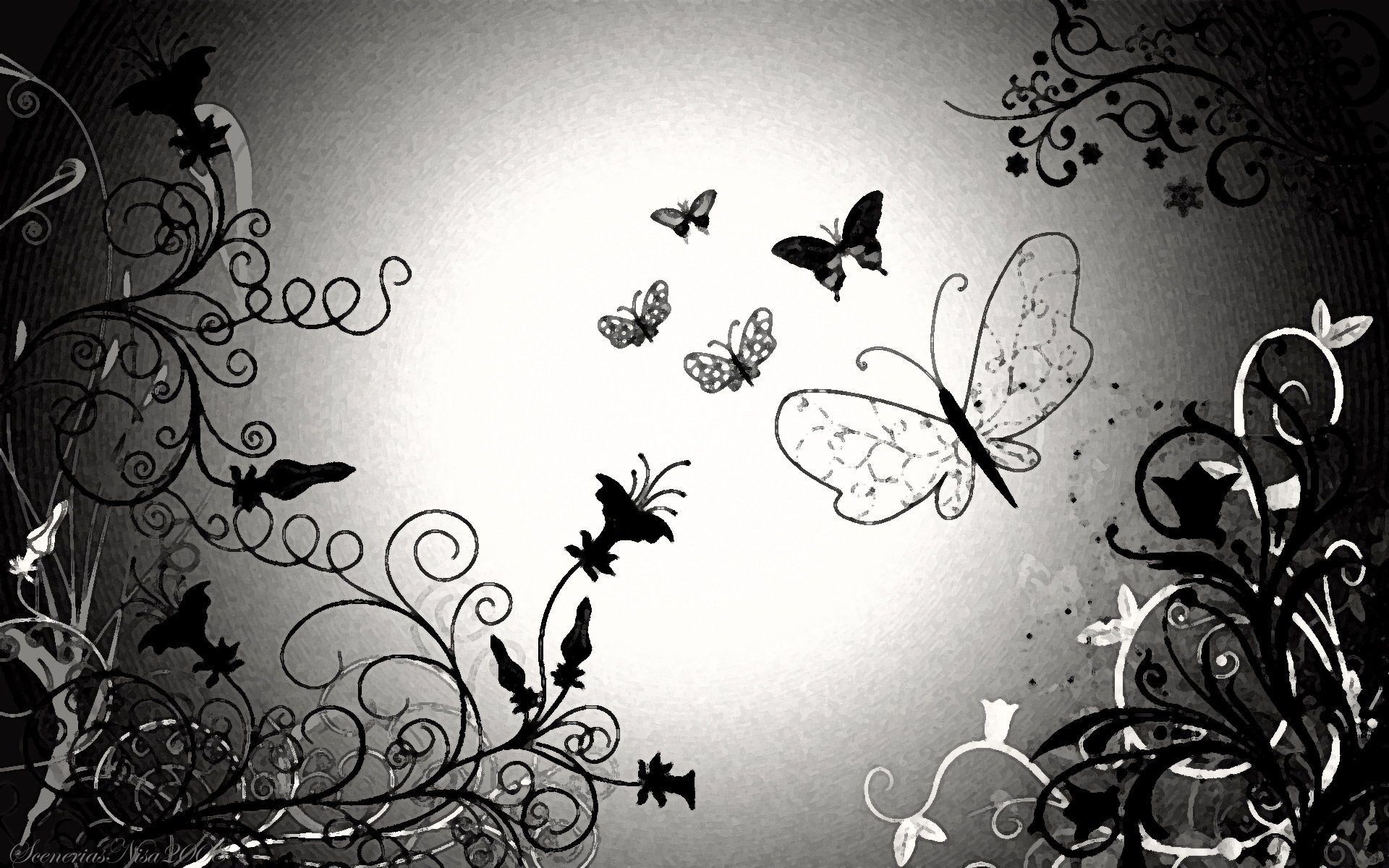 بک گراند شگفت انگیز و زیبا از پروانه های سیاه مخصوص ویندوز 