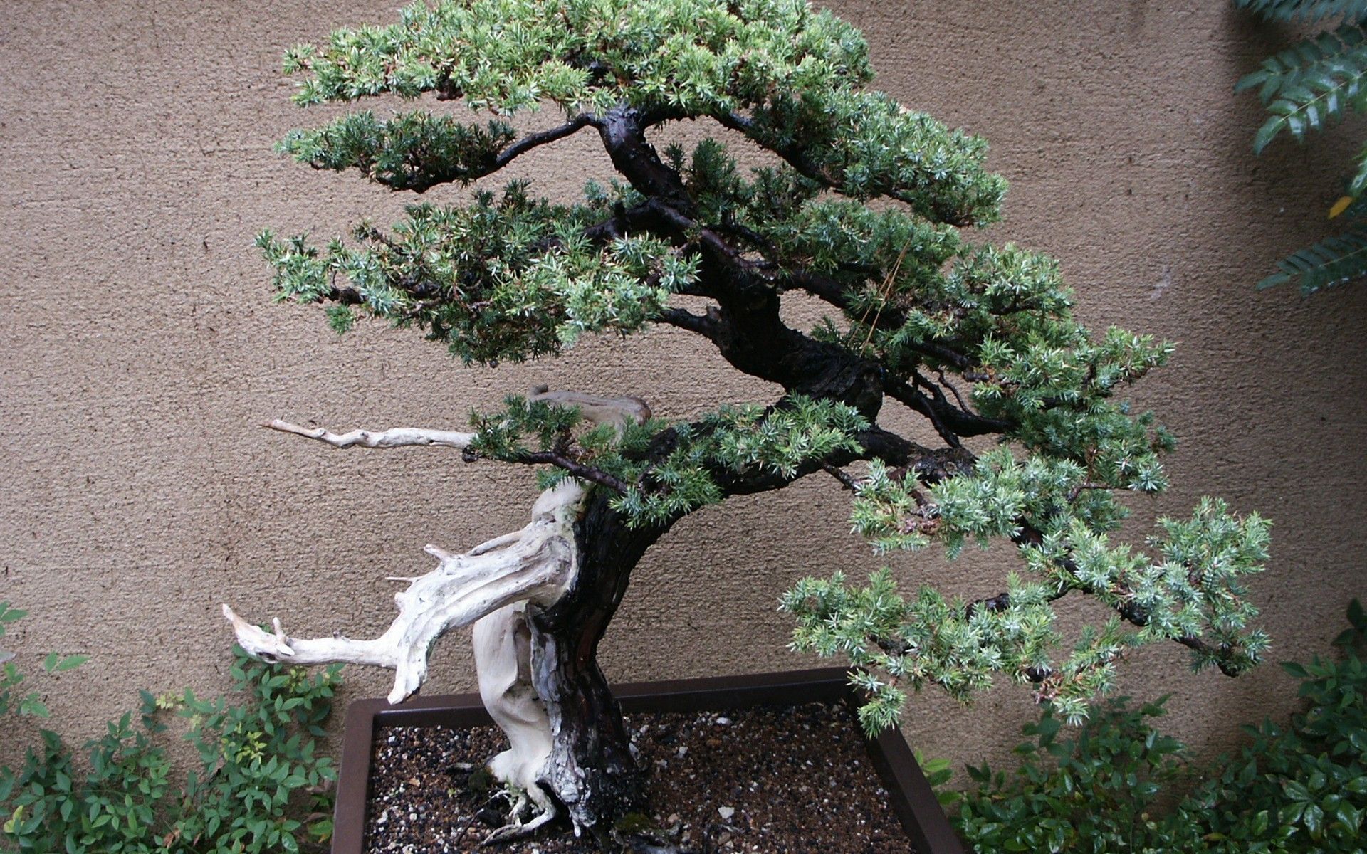  تصویر جالب از درخت بونسای با شاخه سفید و منحصر به فرد 