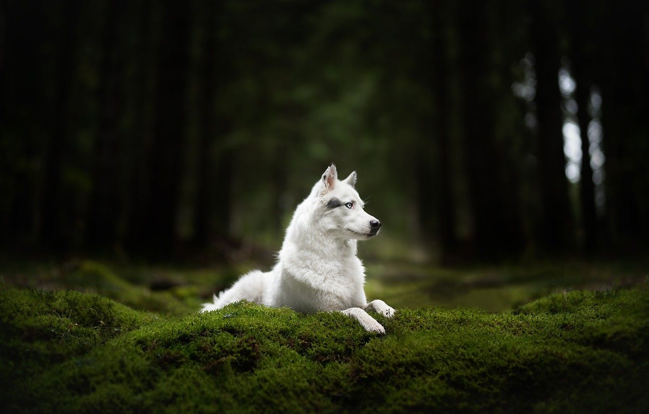 والپیپر شگفت انگیز از سگ‌ هاسکی سفید در جنگل سبز و قشنگ 